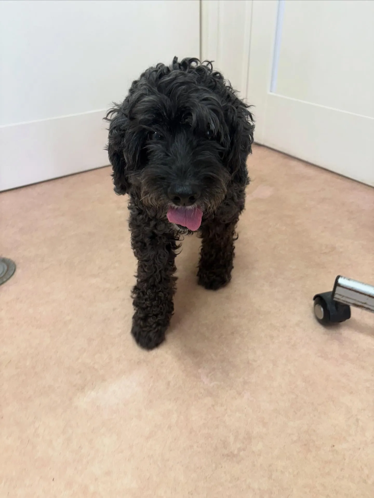 犬のトリミング✂️