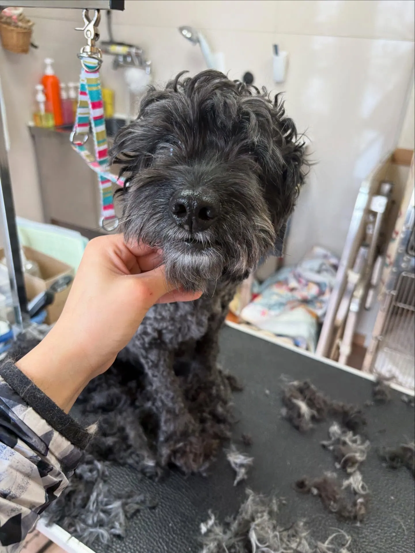 犬のトリミング✂️