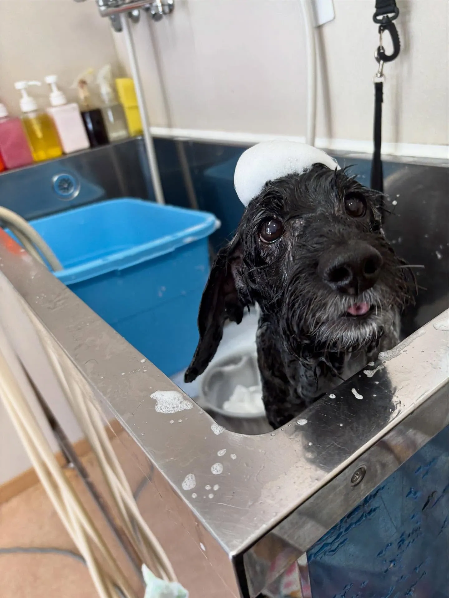 犬のトリミング✂️