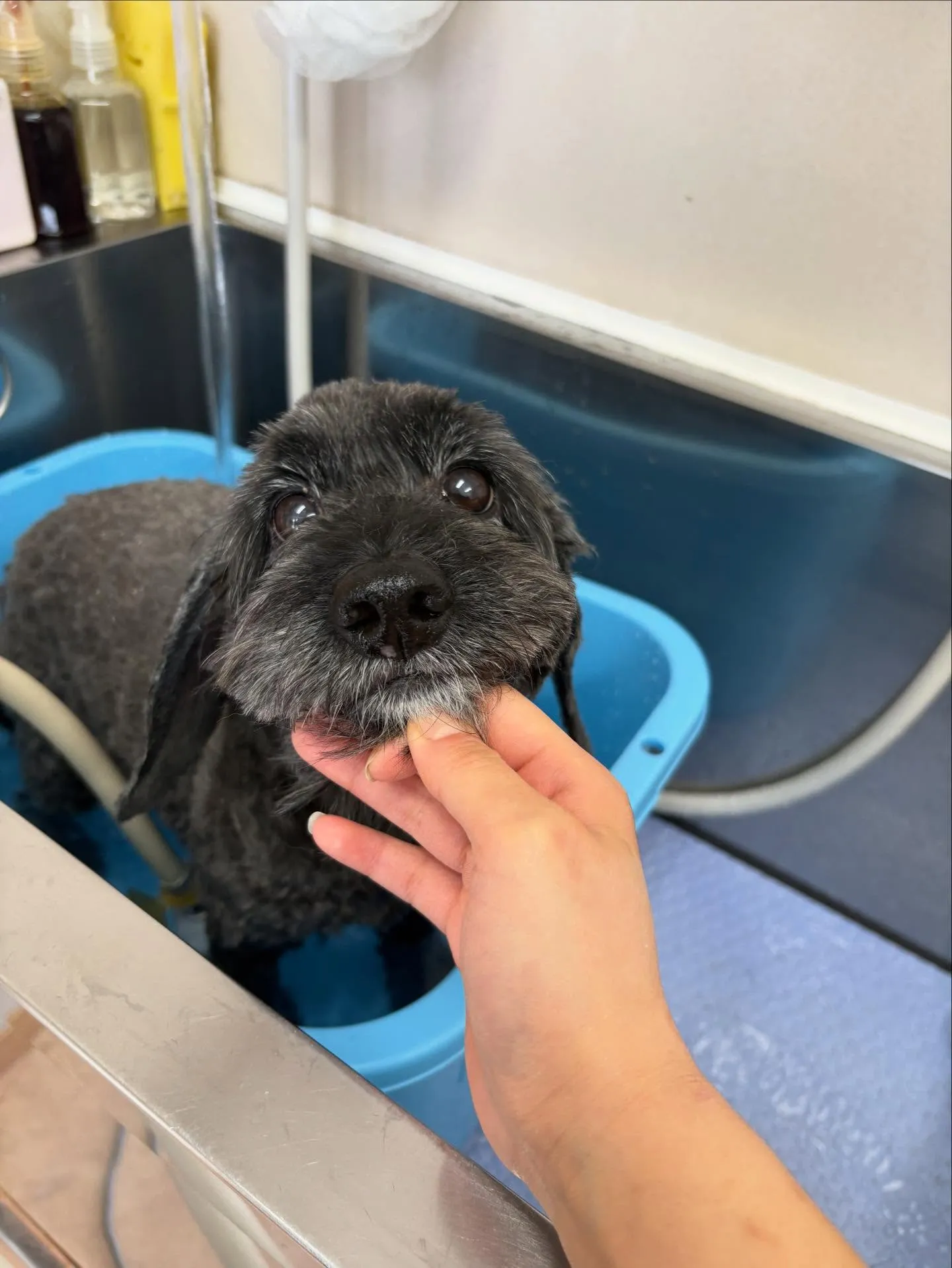 犬のトリミング✂️