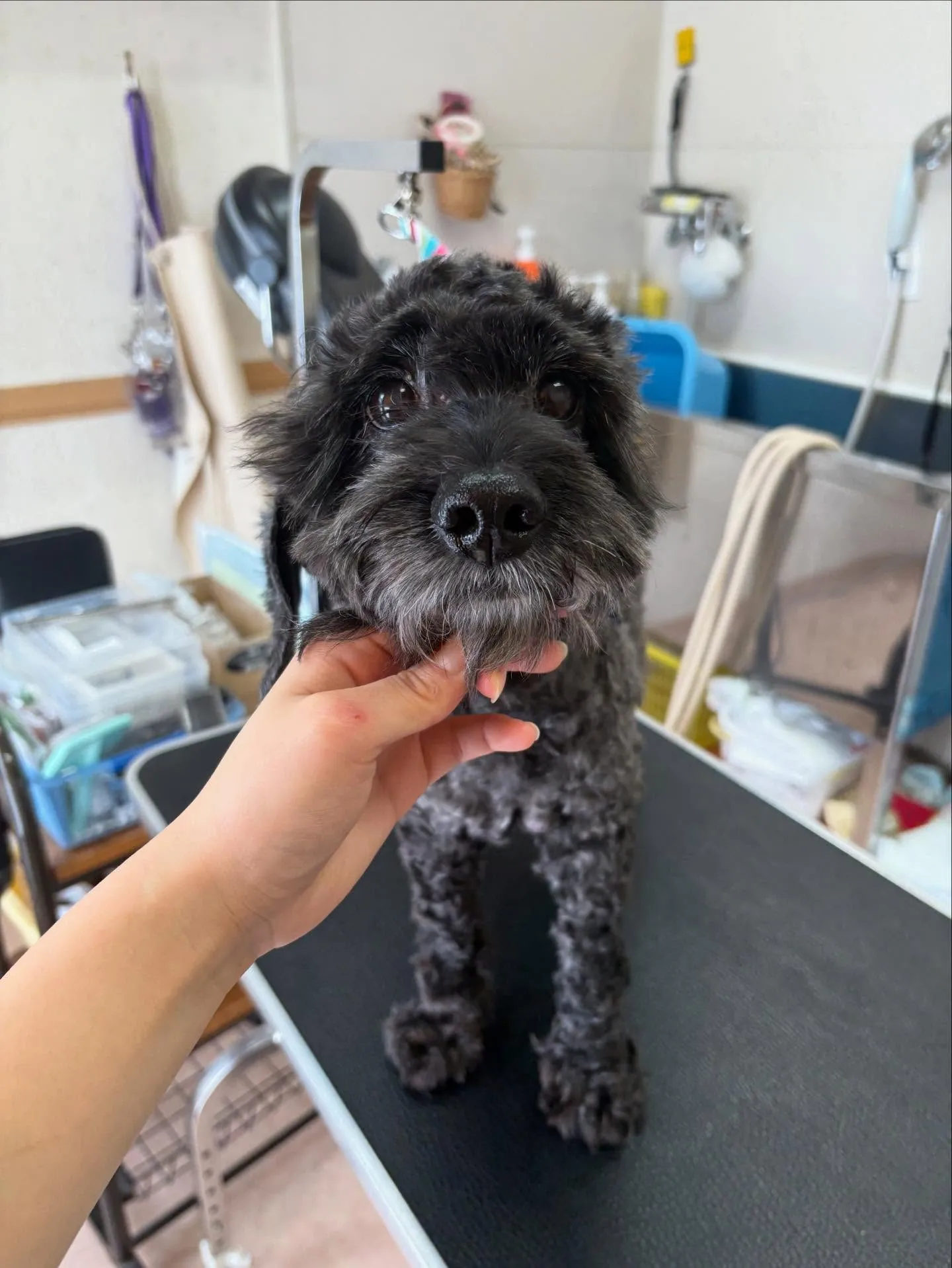 犬のトリミング✂️