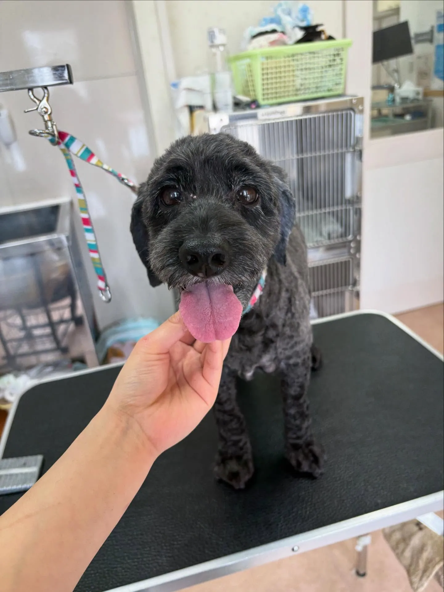 犬のトリミング✂️