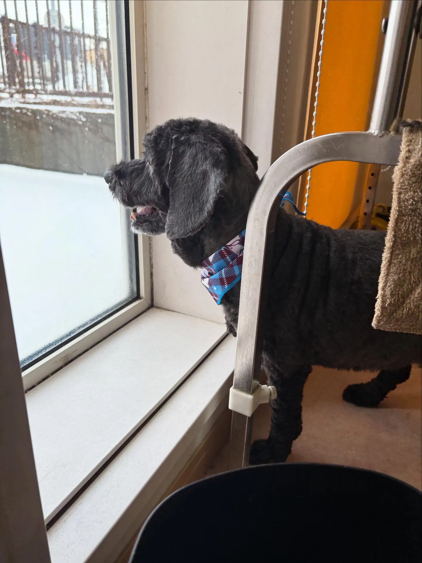 犬のトリミング✂️