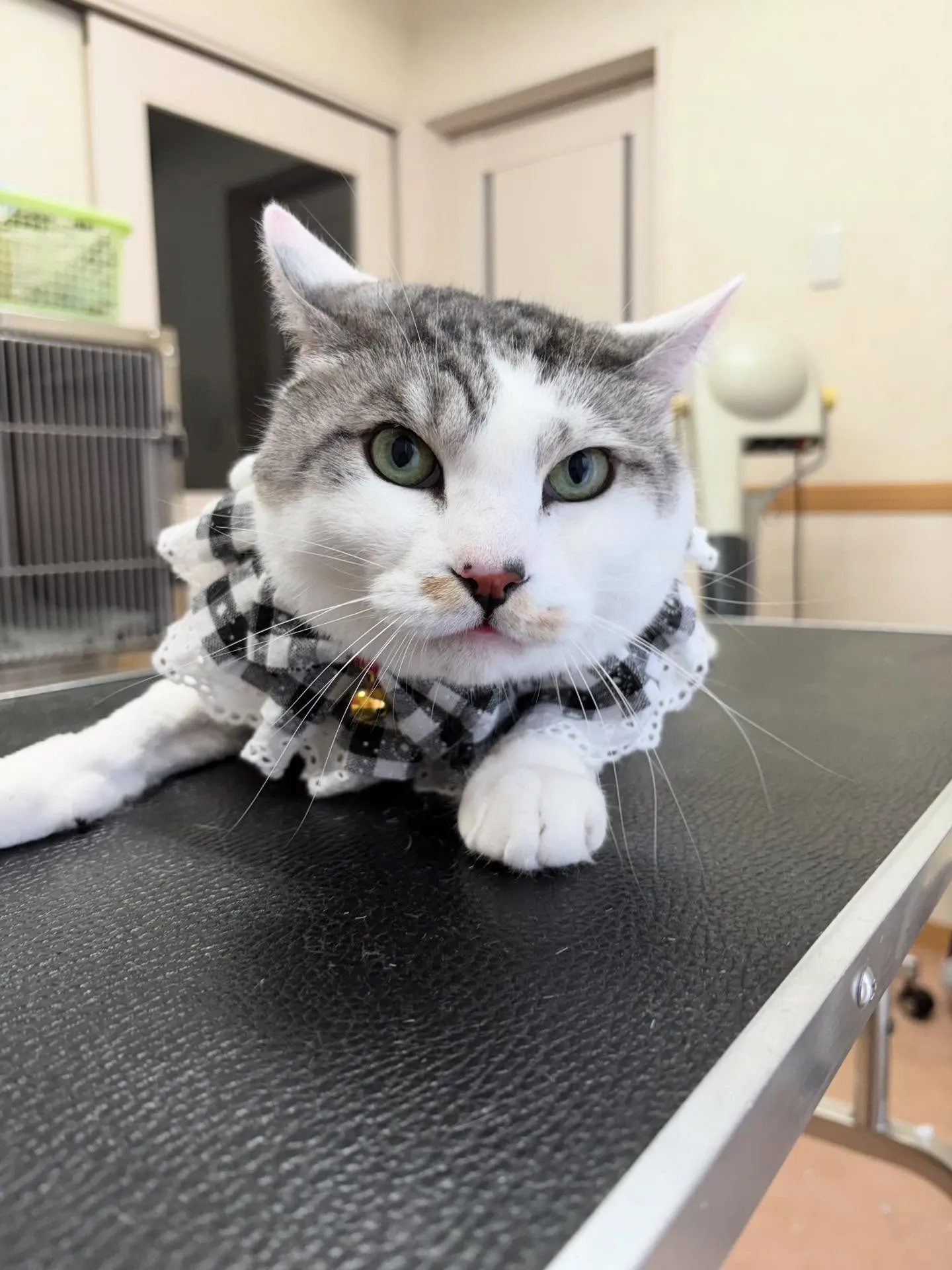 🐱のトリミング✂️