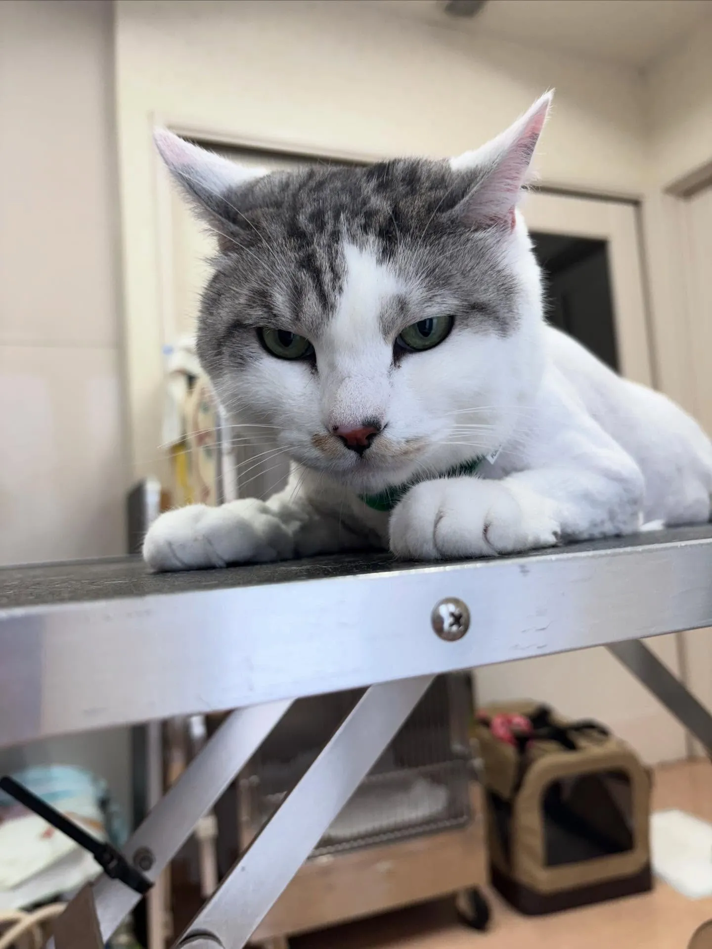 🐱のトリミング✂️