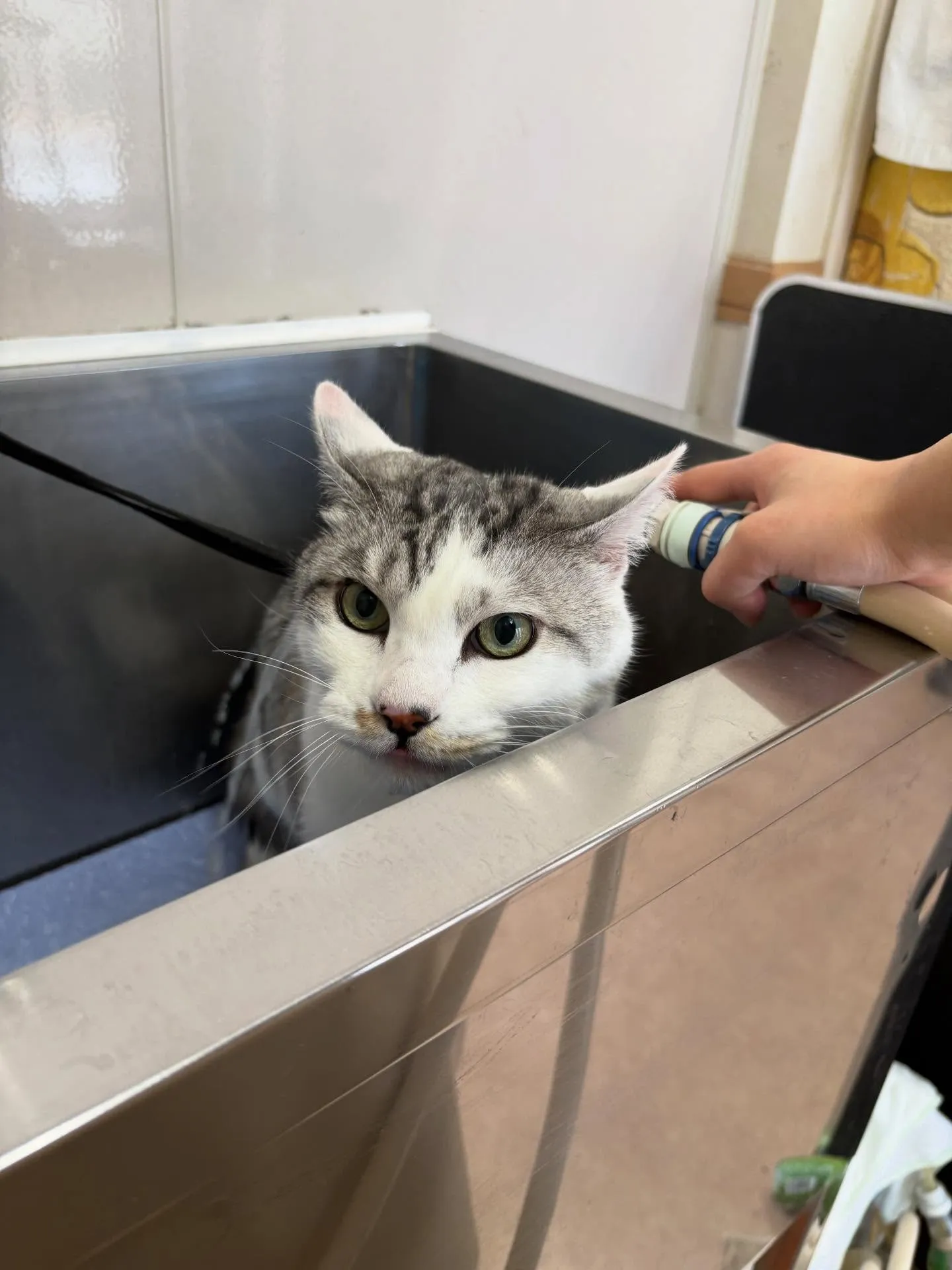 🐱のトリミング✂️