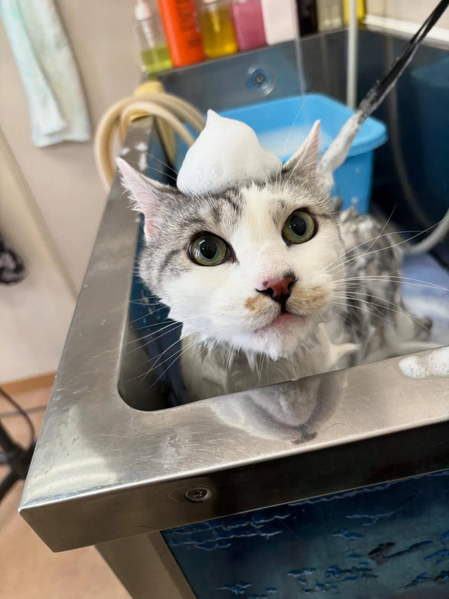 🐱のトリミング✂️