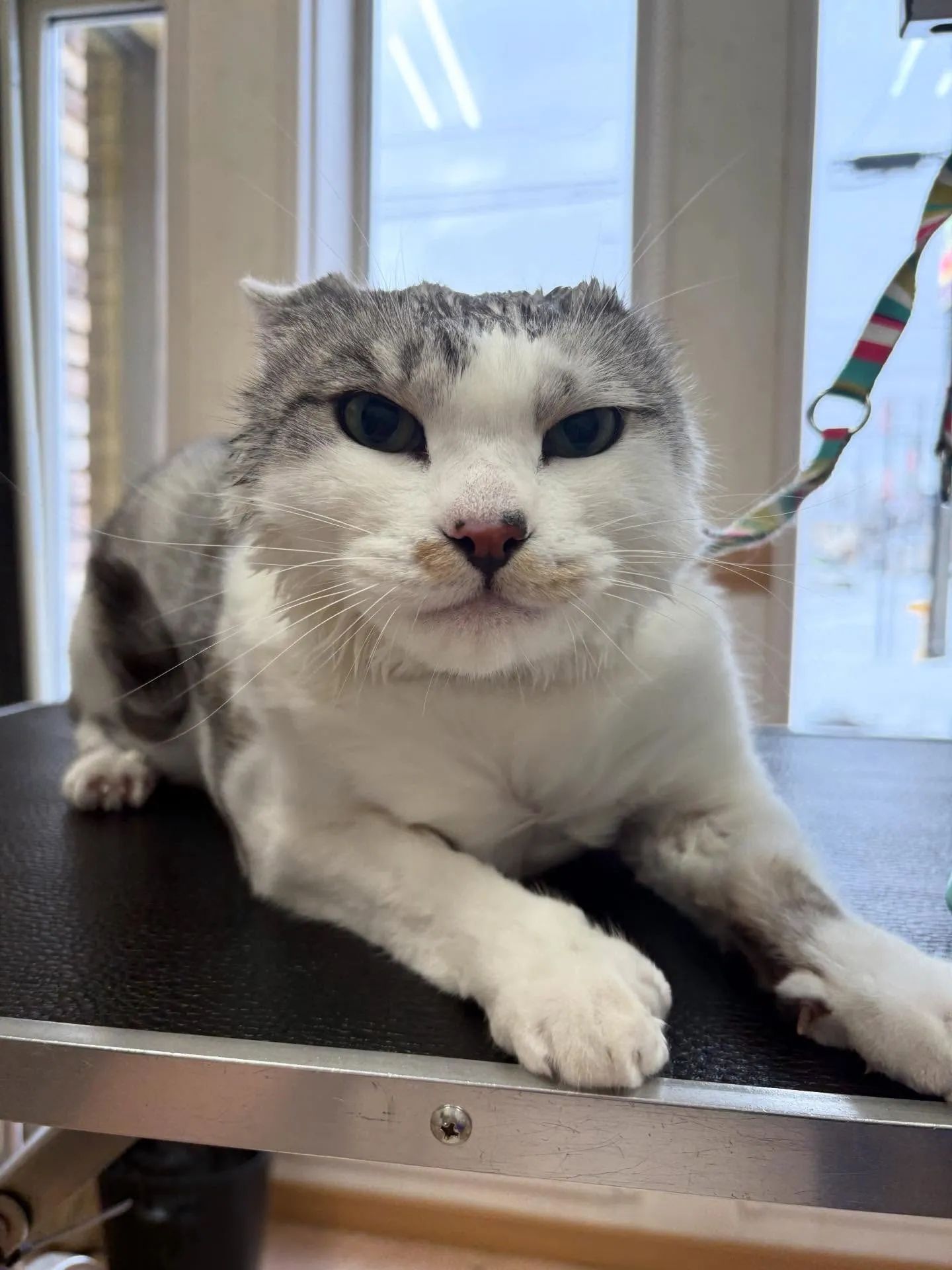 🐱のトリミング✂️