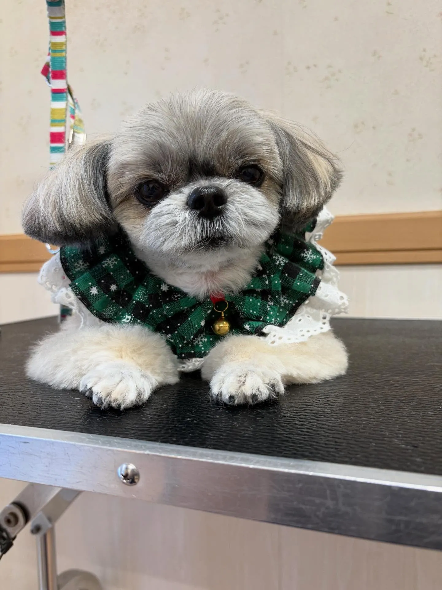 犬のトリミング✂️