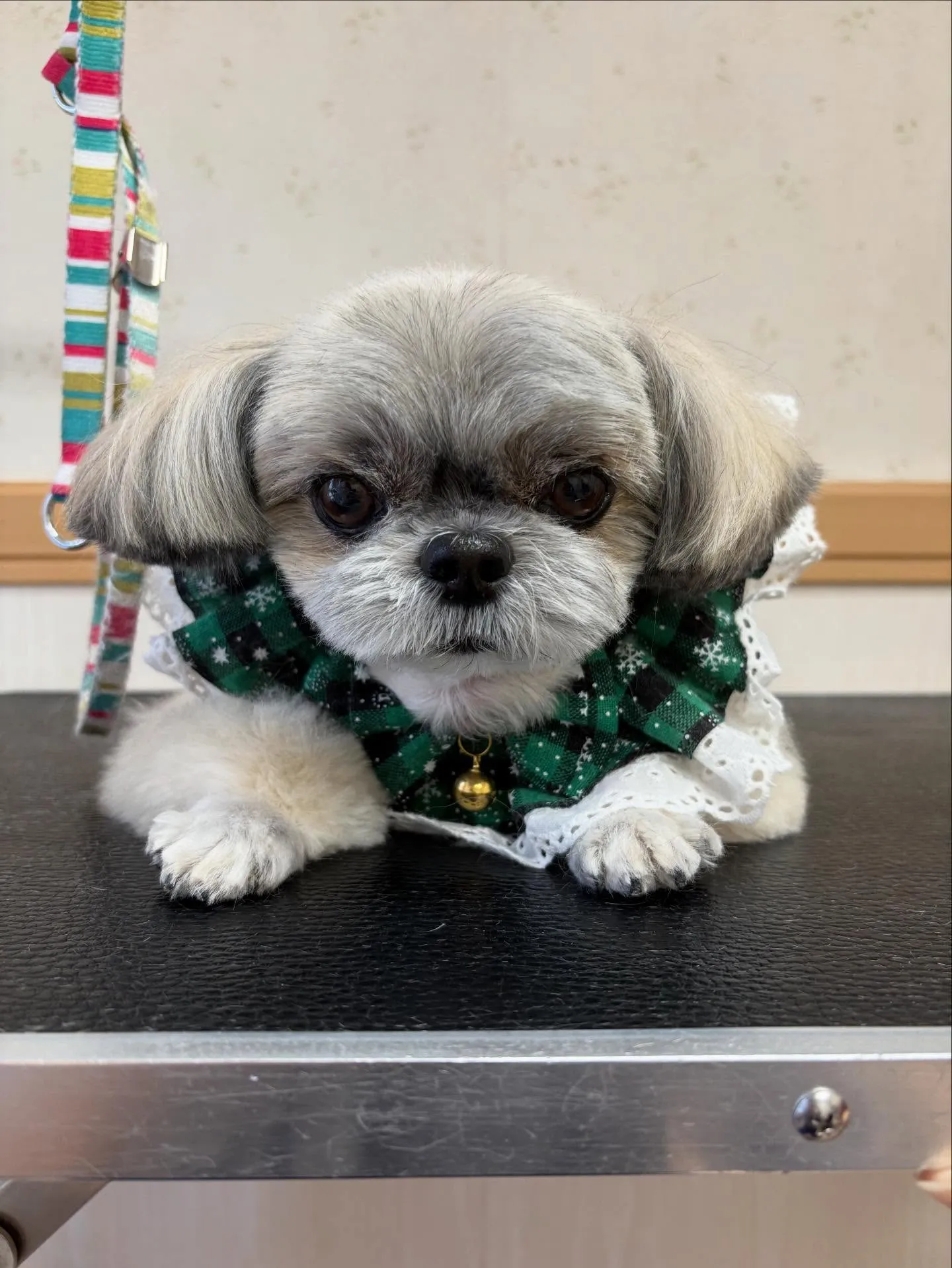 犬のトリミング✂️