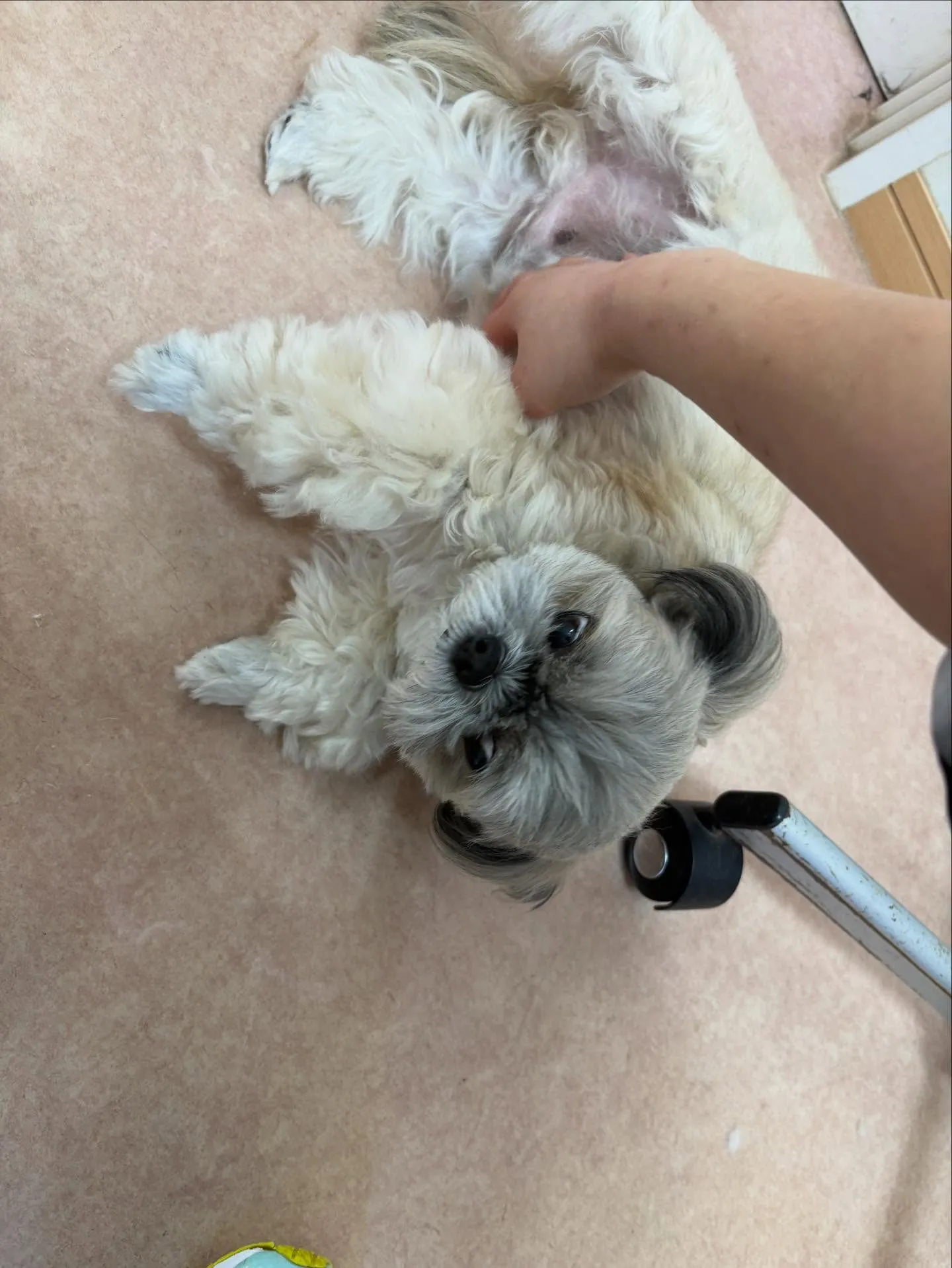 犬のトリミング✂️