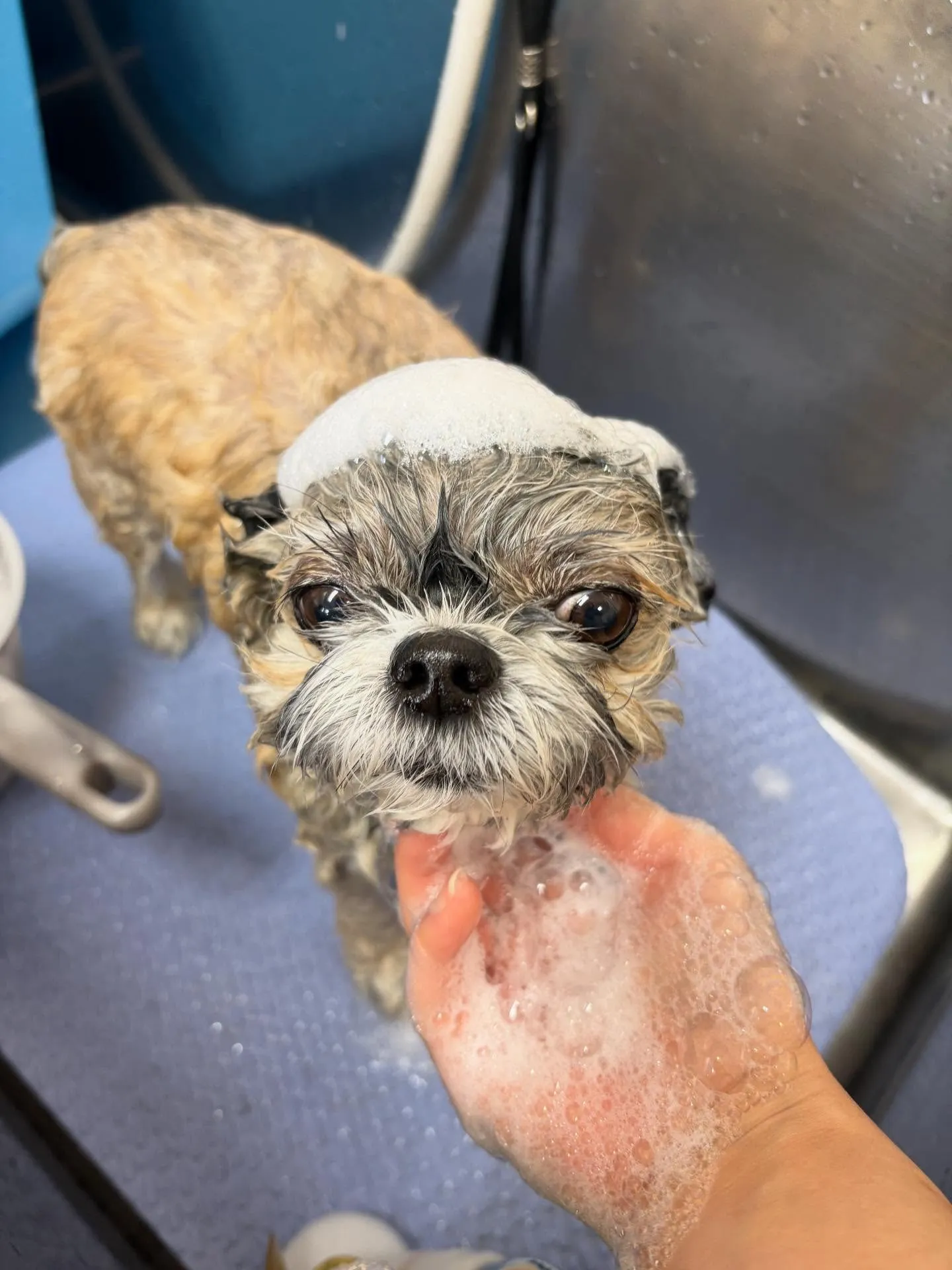 犬のトリミング✂️