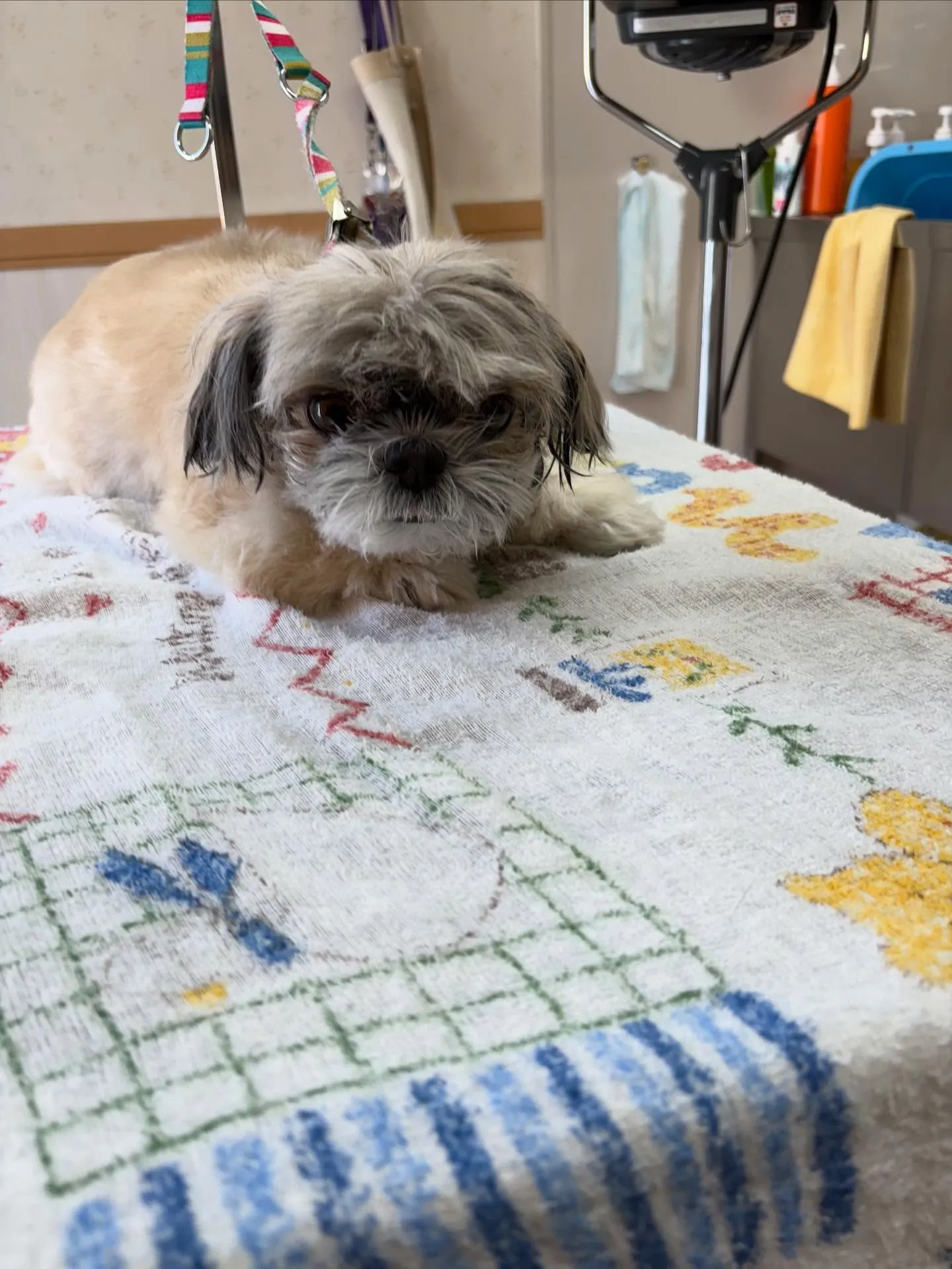 犬のトリミング✂️