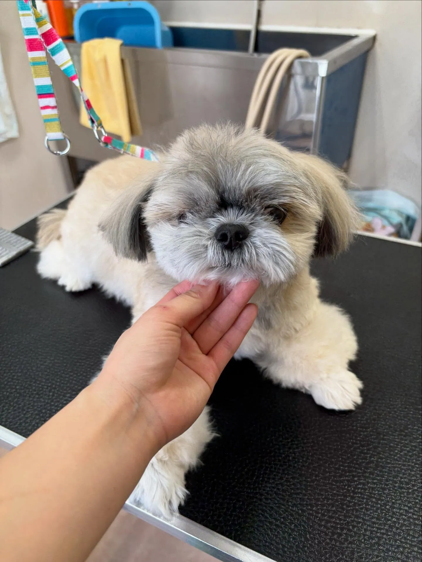 犬のトリミング✂️