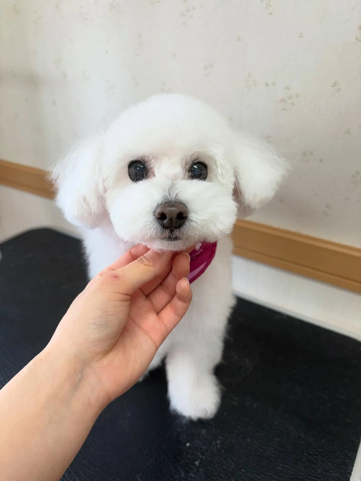 犬のトリミング✂️