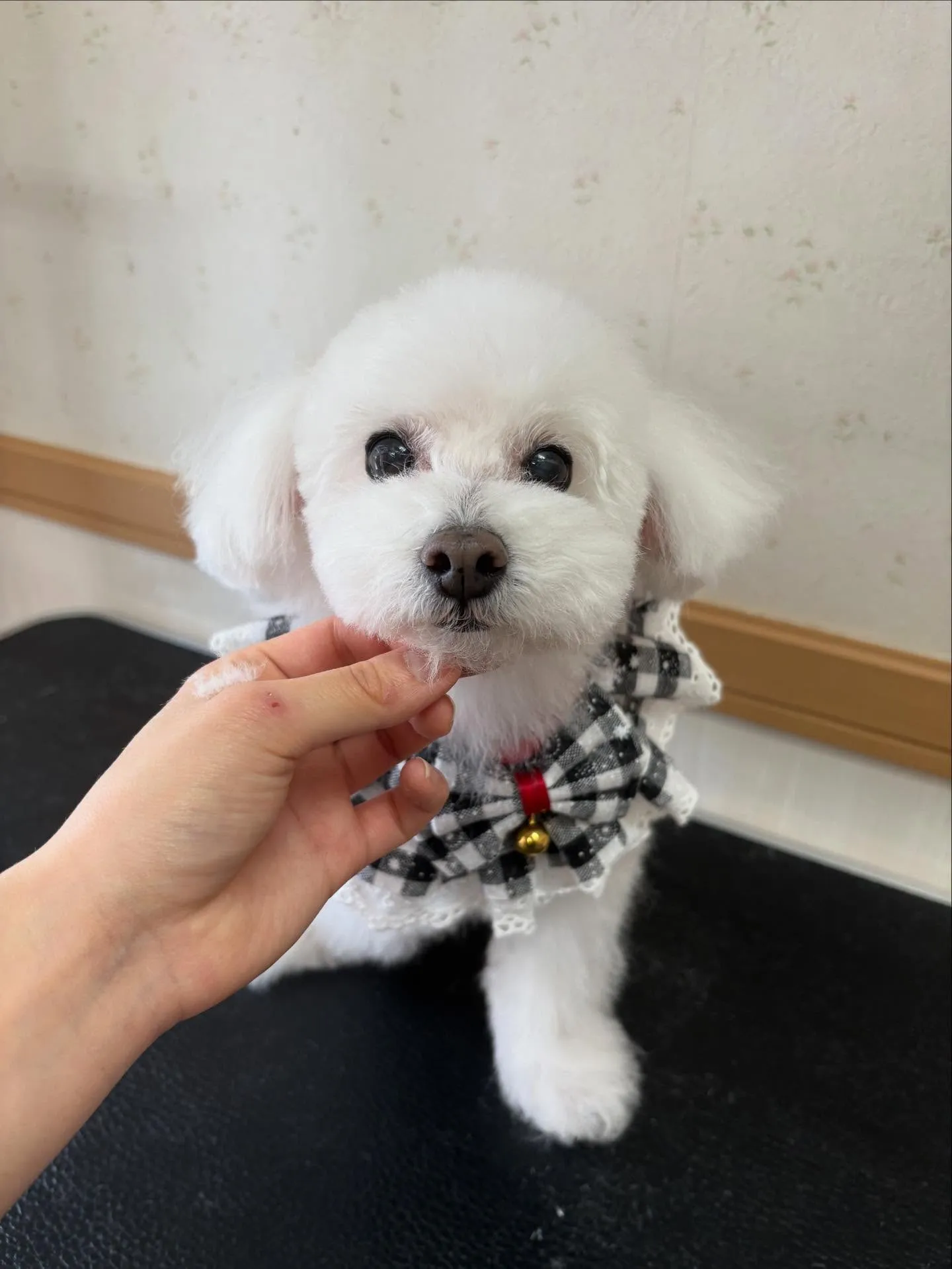 犬のトリミング✂️