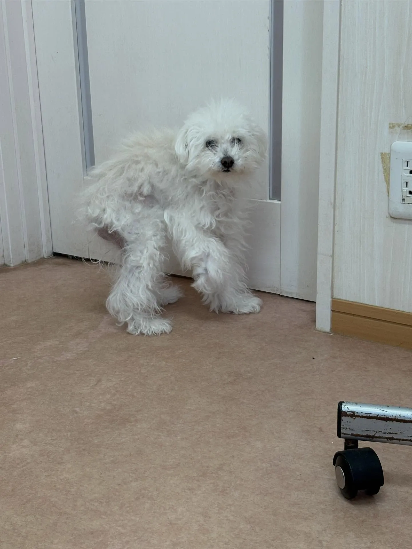 犬のトリミング✂️