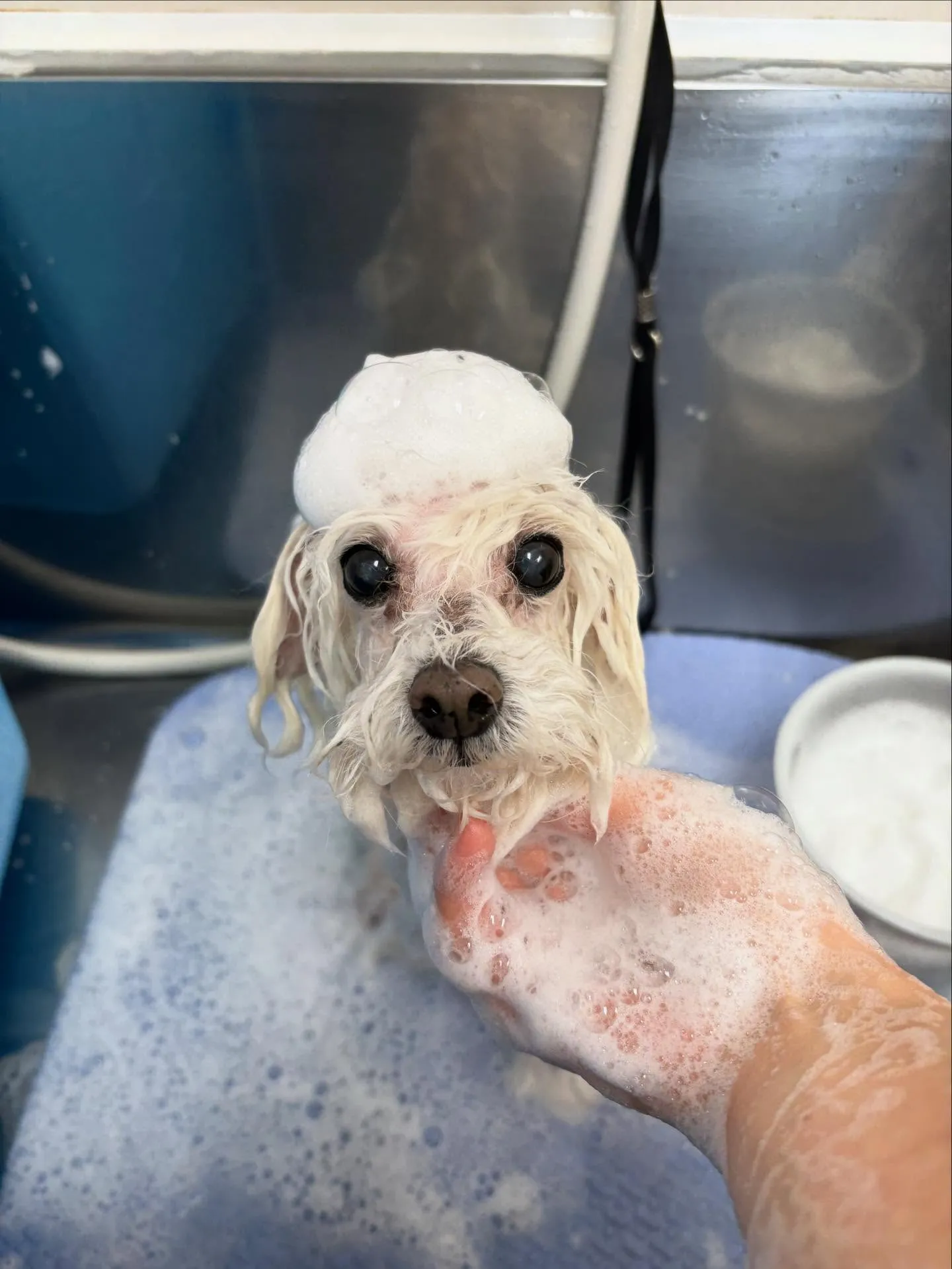 犬のトリミング✂️