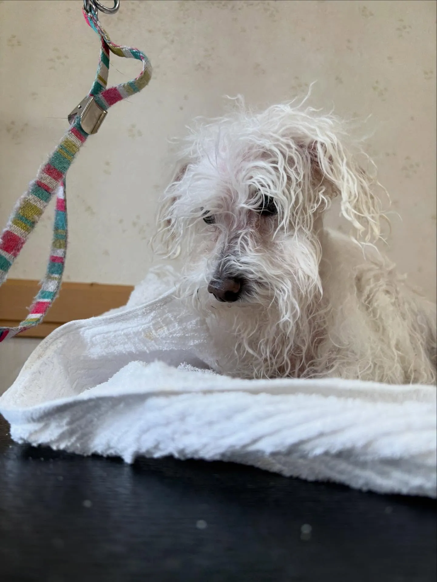 犬のトリミング✂️