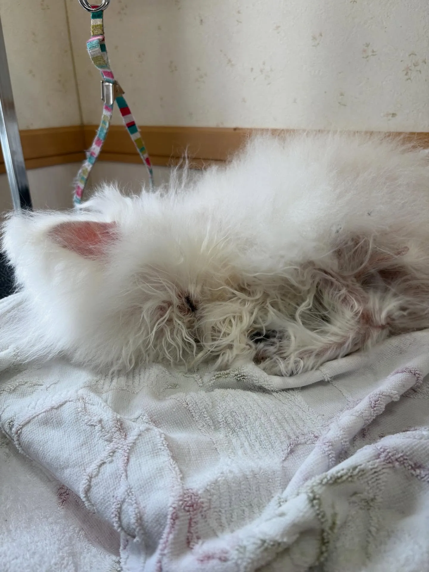 犬のトリミング✂️