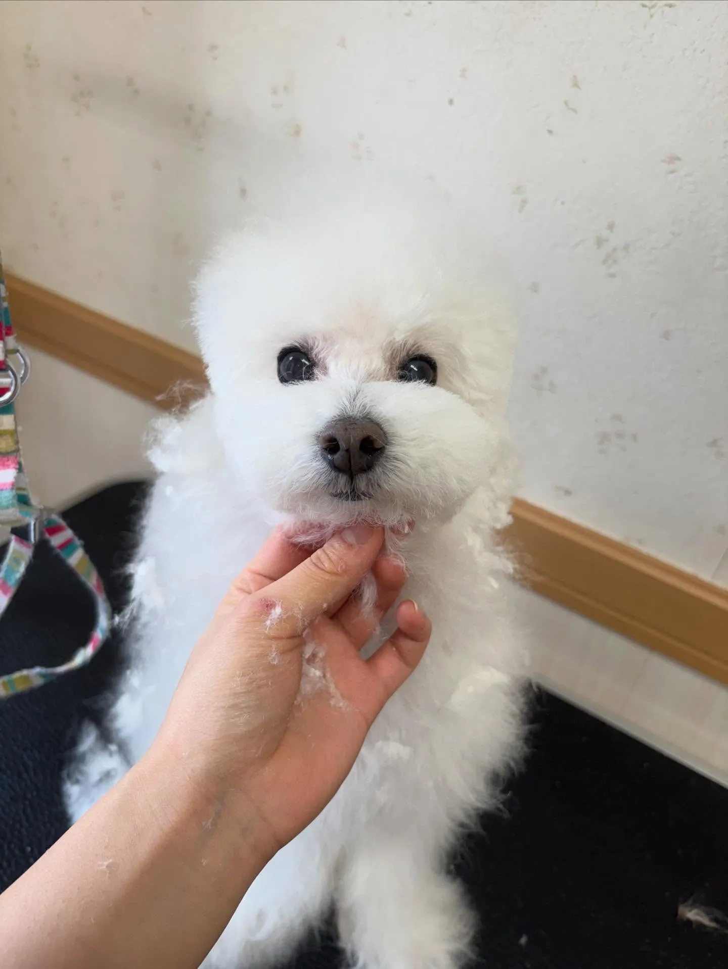 犬のトリミング✂️