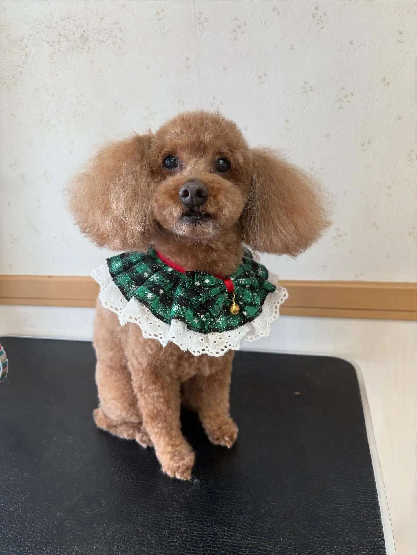 犬のトリミング✂️