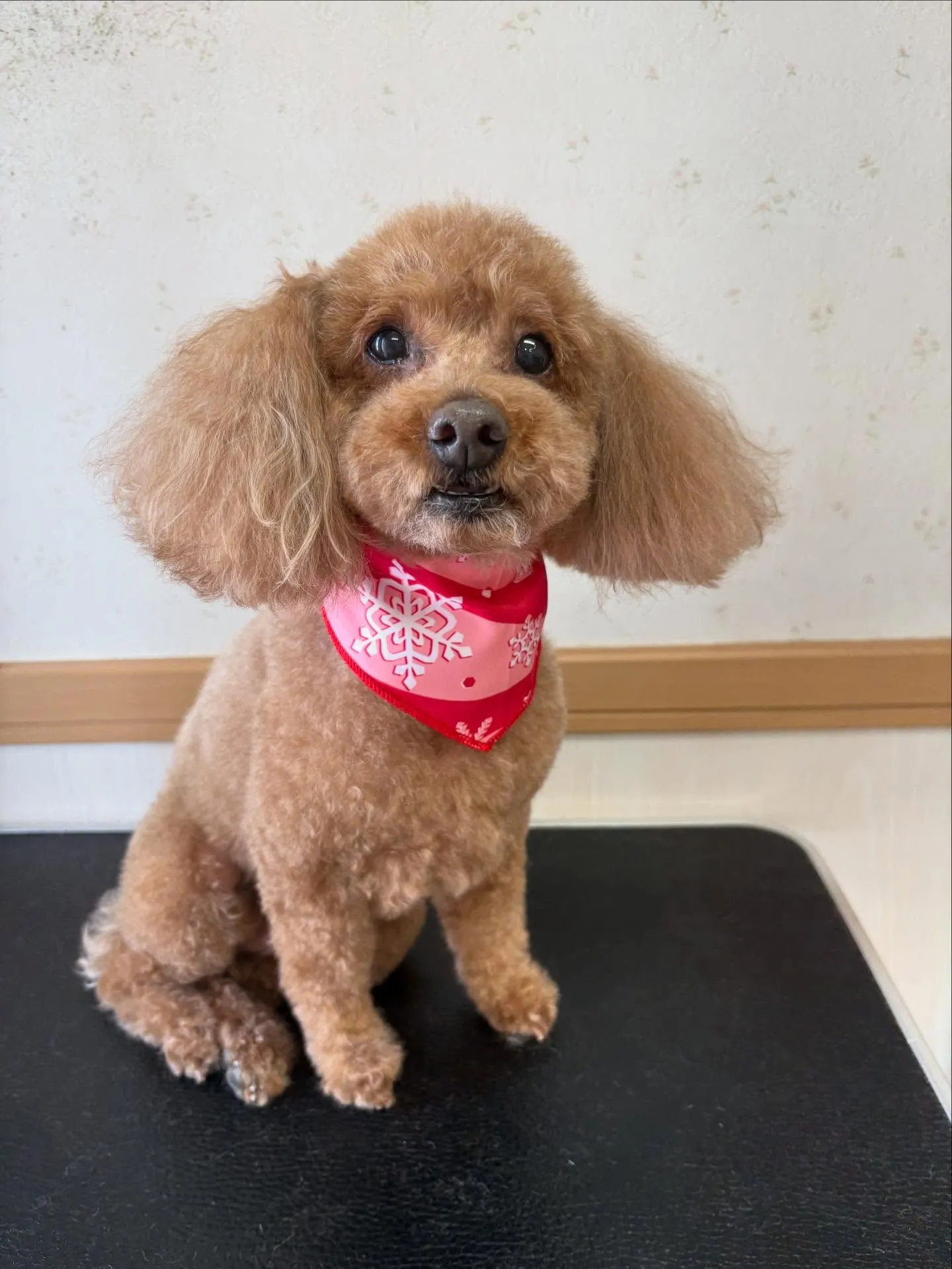 犬のトリミング✂️