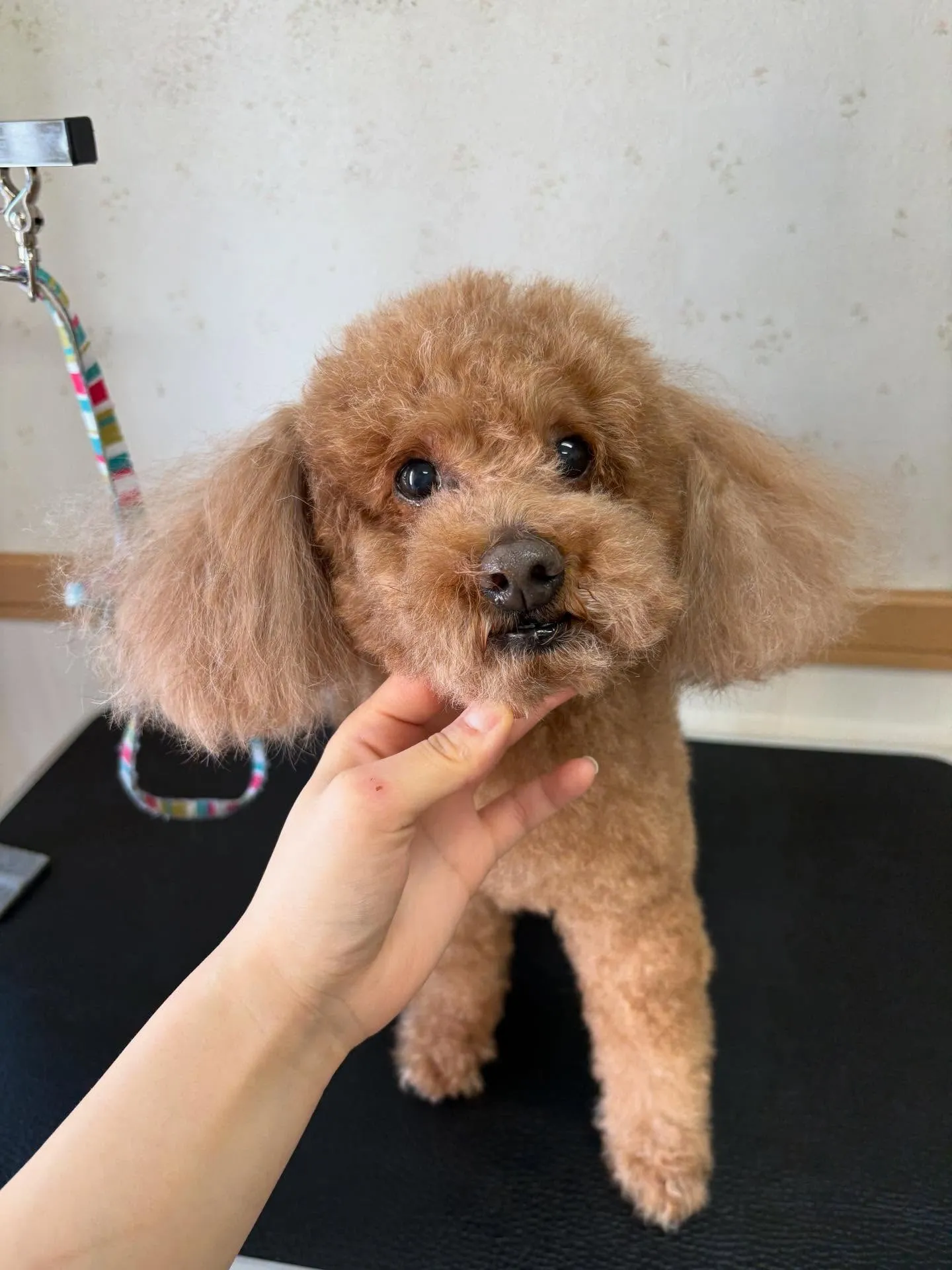 犬のトリミング✂️