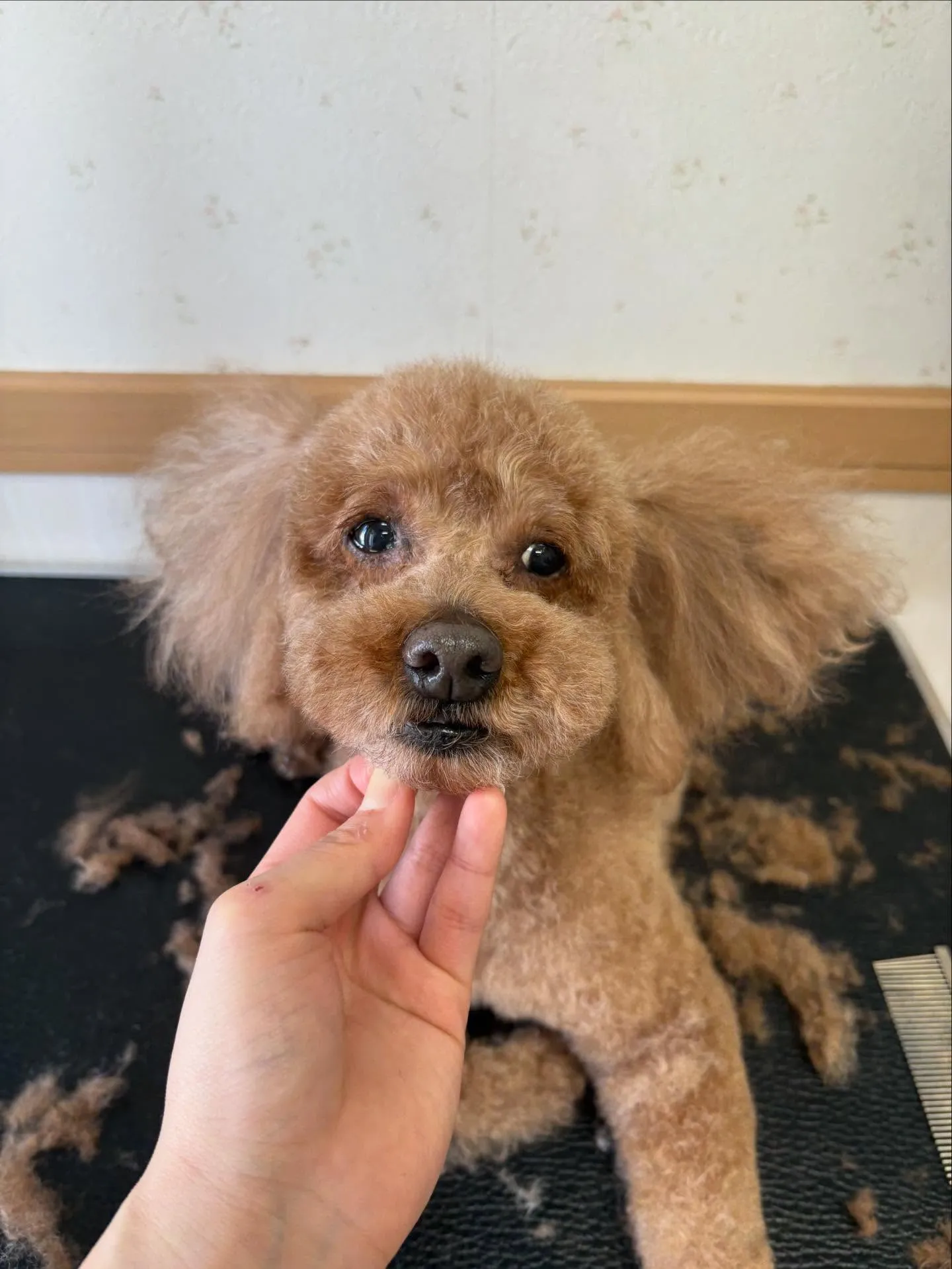 犬のトリミング✂️