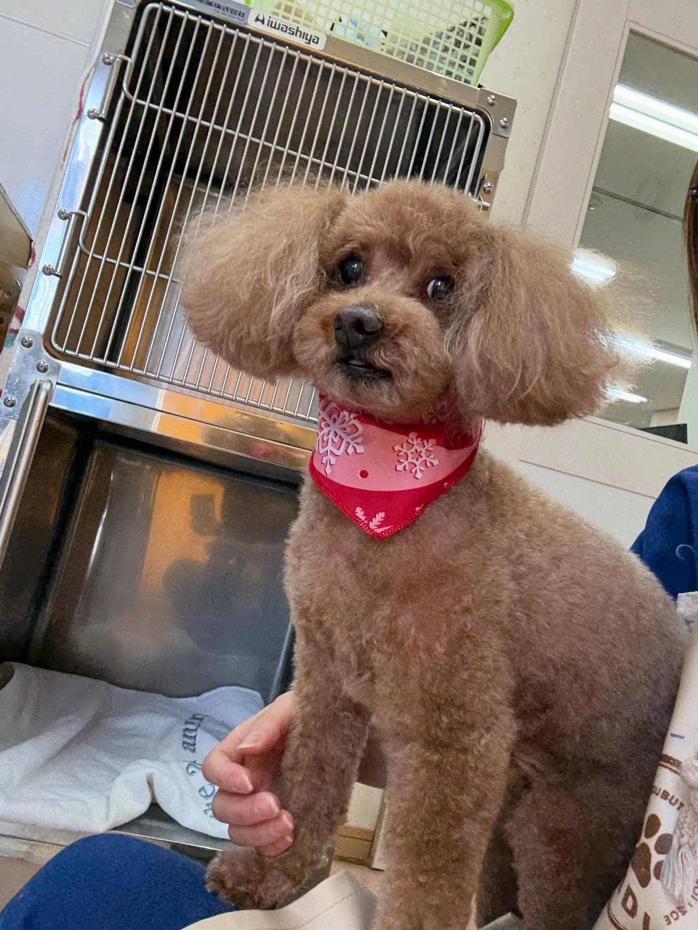 犬のトリミング✂️