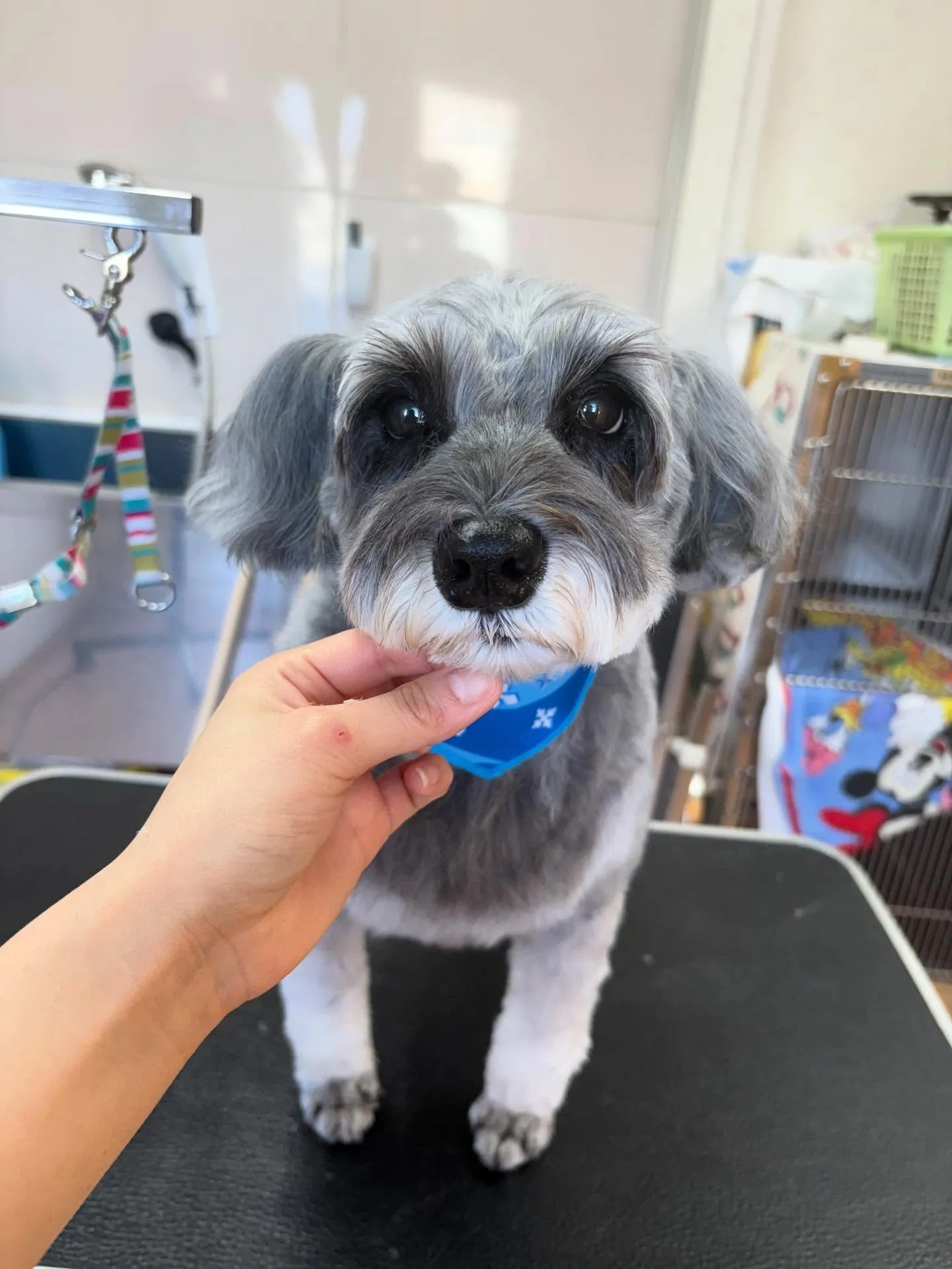 犬のトリミング✂️