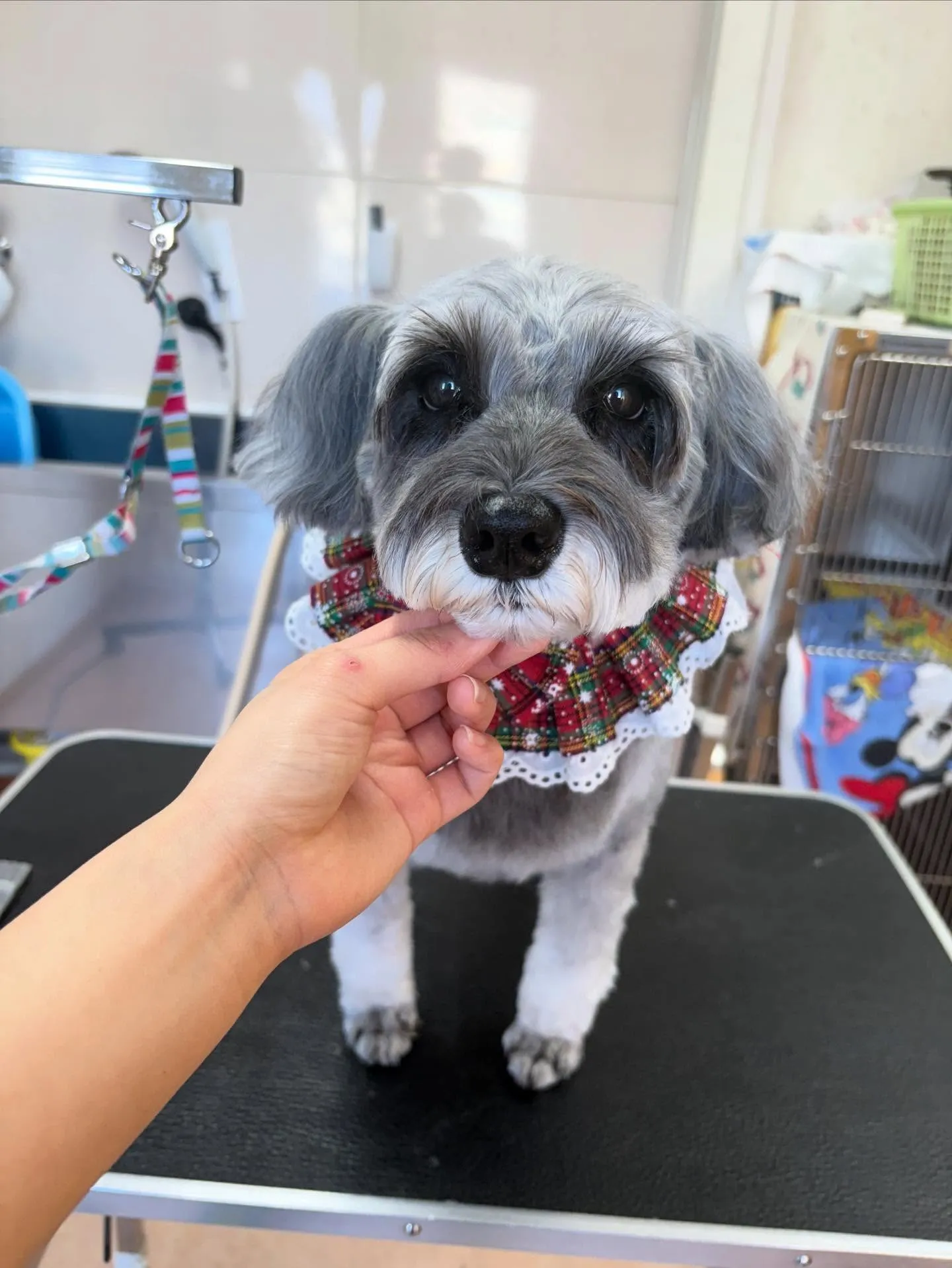 犬のトリミング✂️