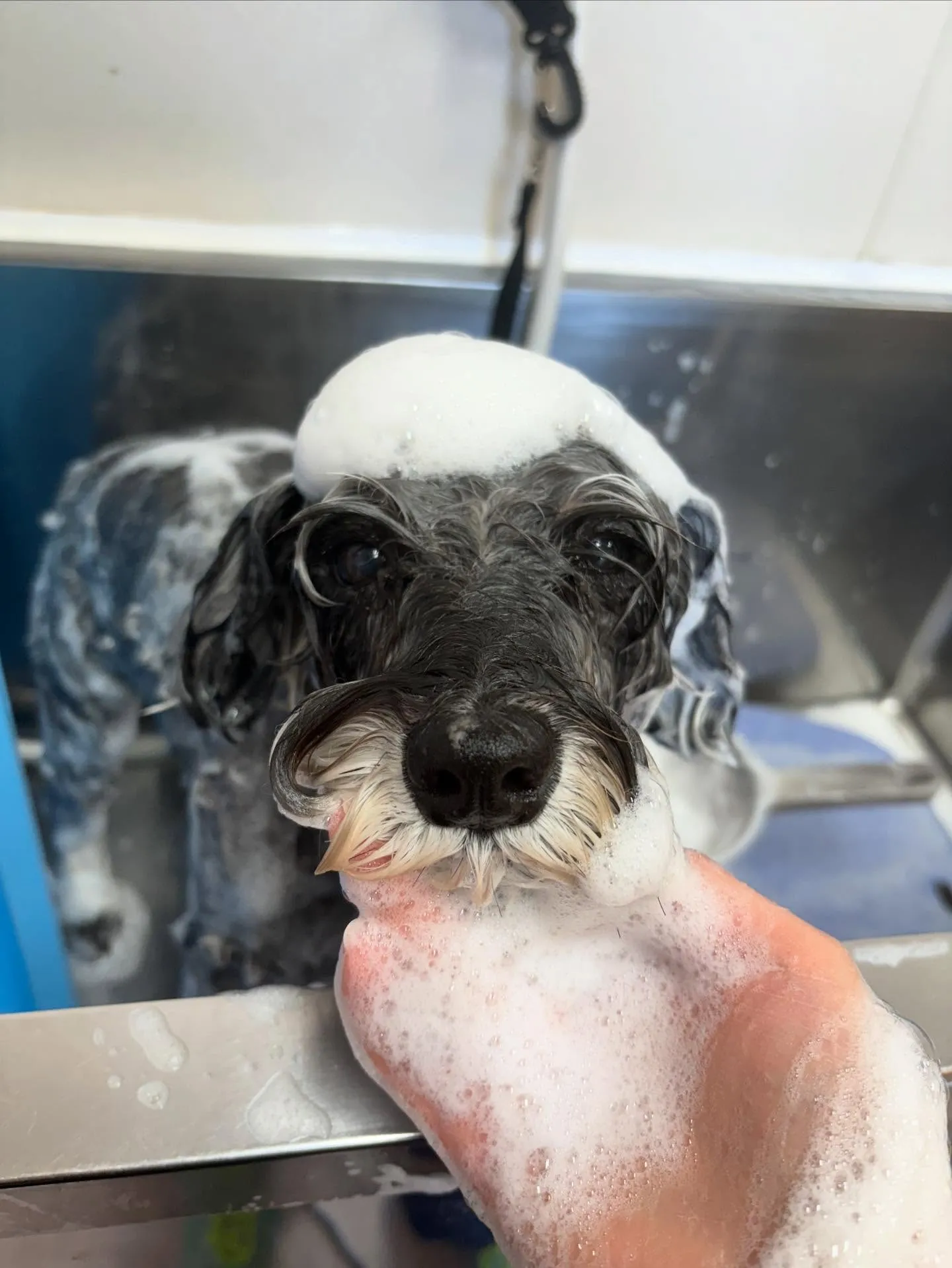 犬のトリミング✂️