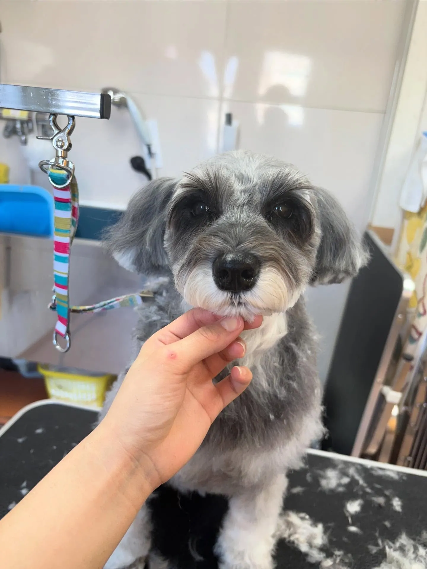 犬のトリミング✂️