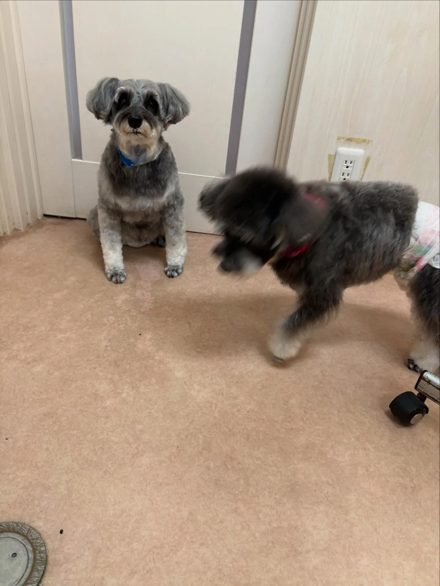 犬のトリミング✂️