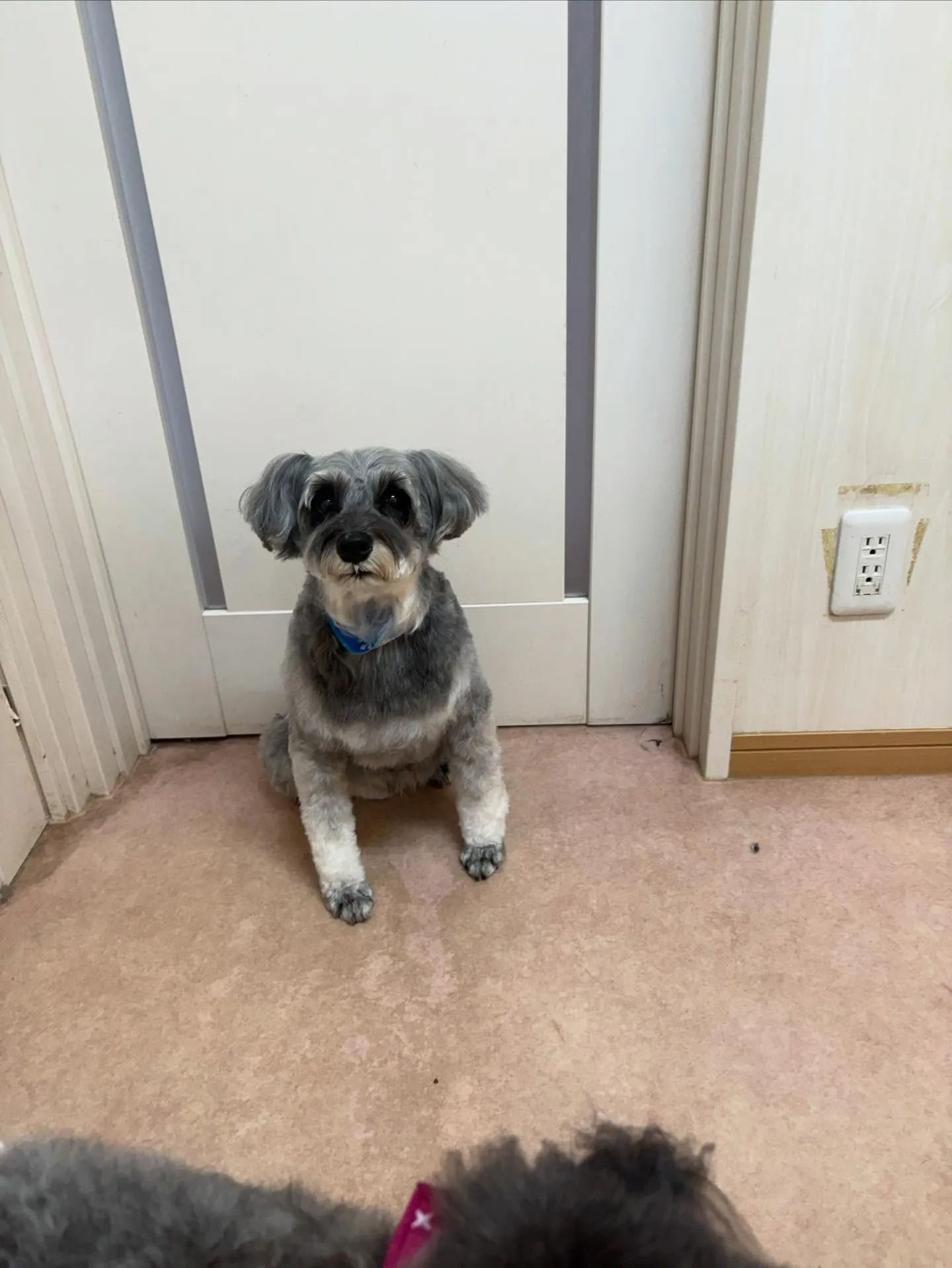 犬のトリミング✂️