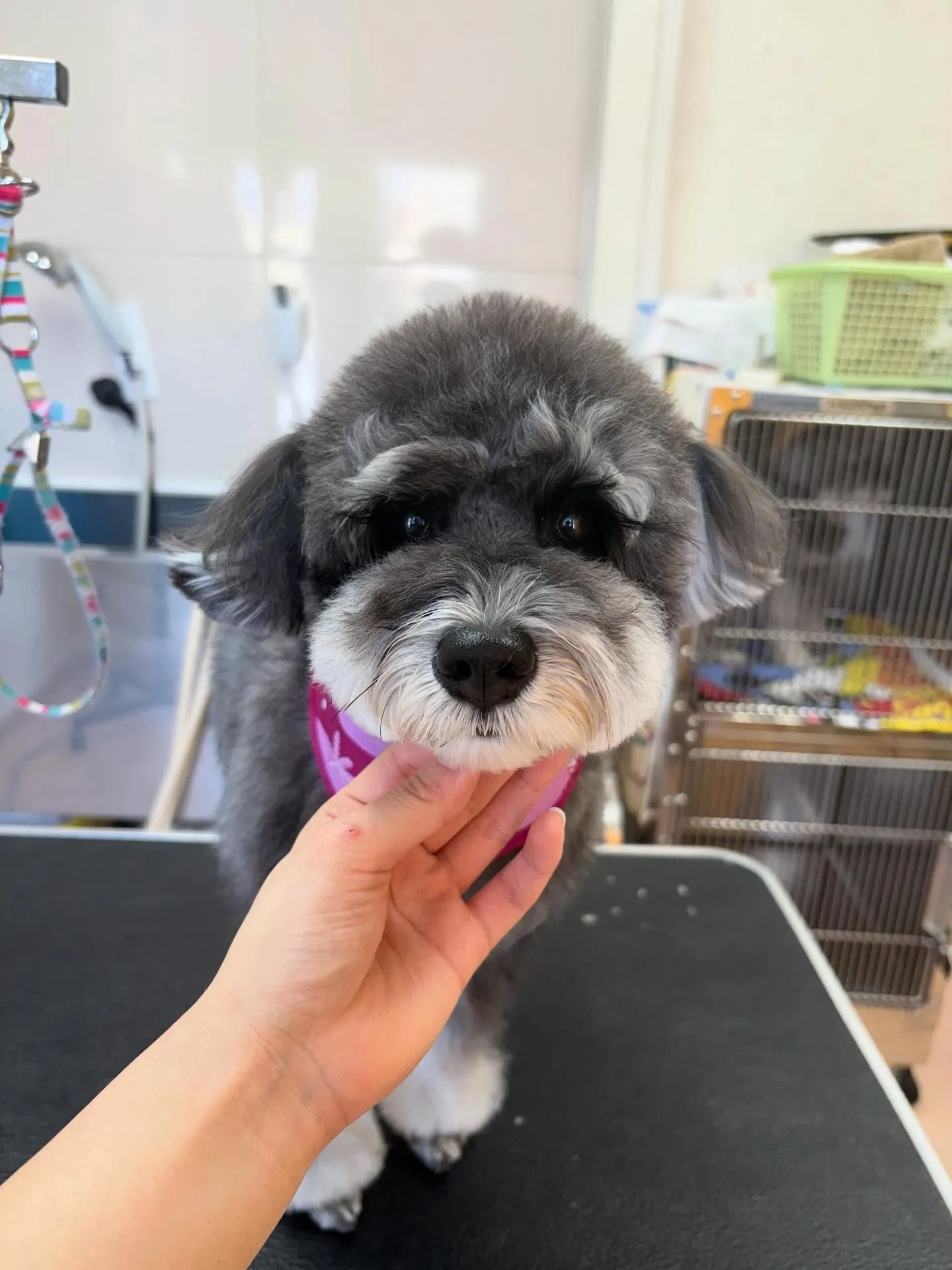 犬のトリミング✂️