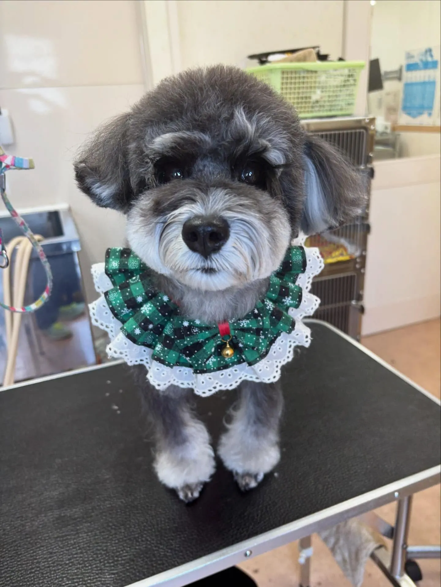 犬のトリミング✂️