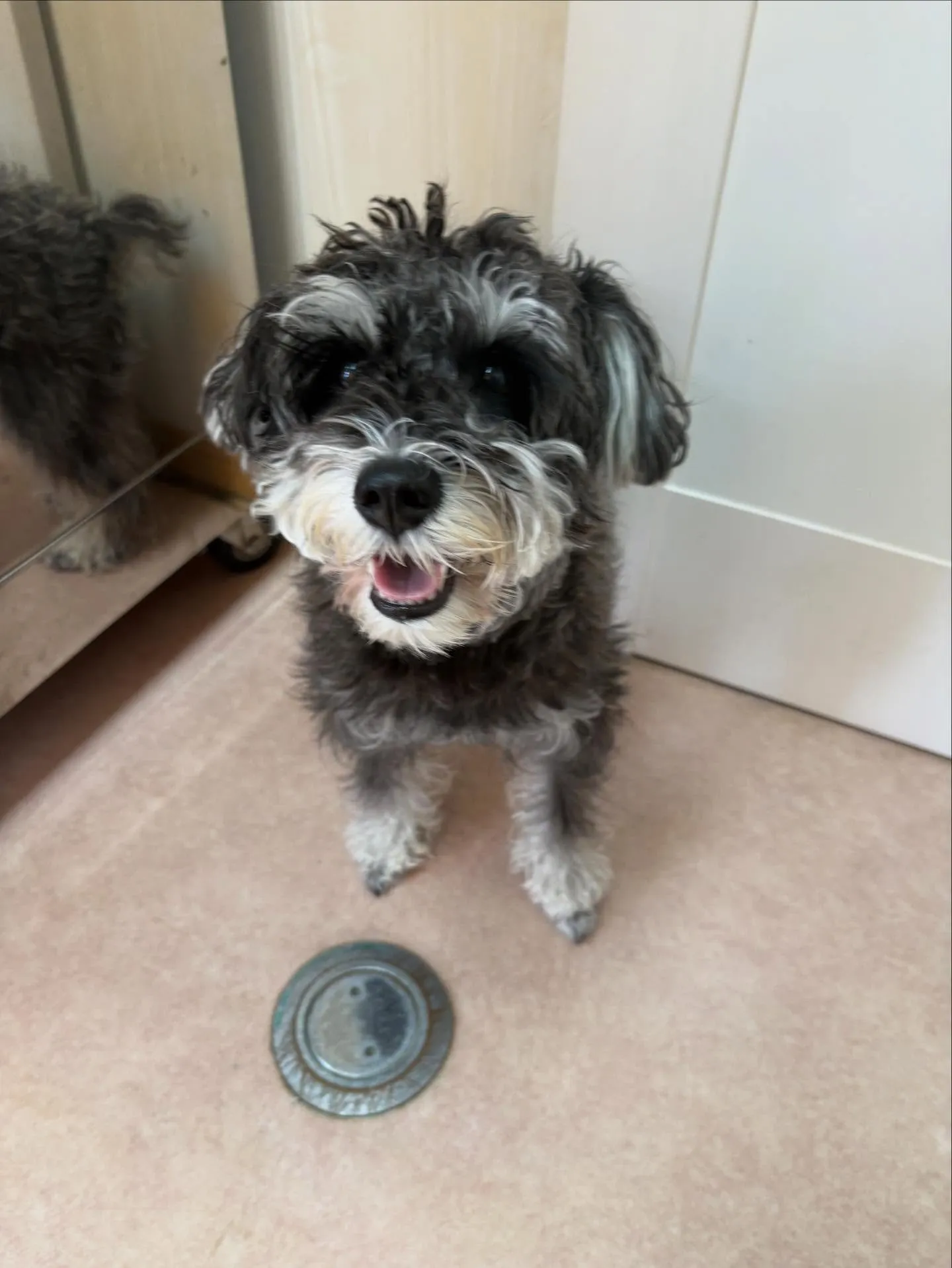 犬のトリミング✂️