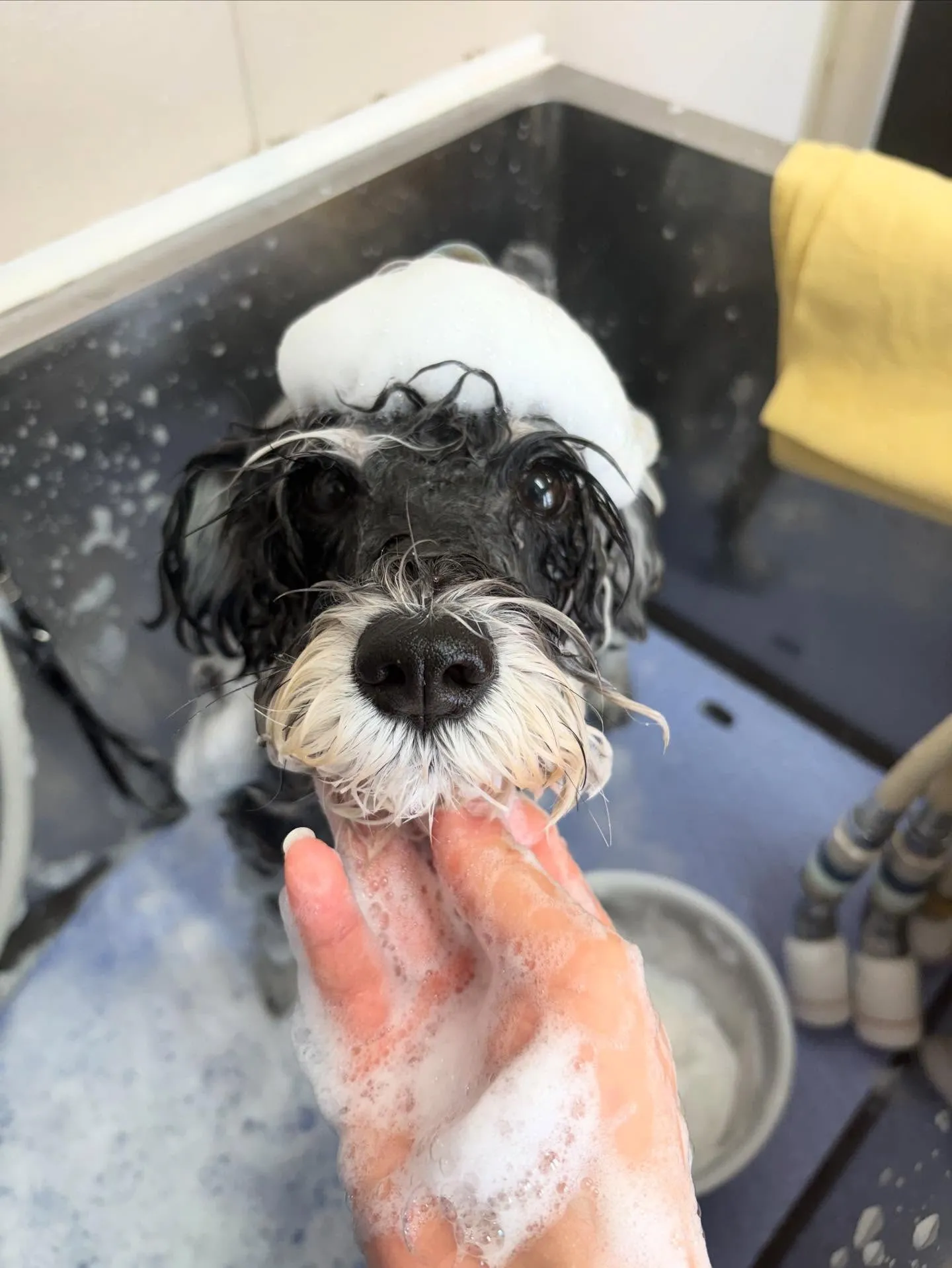 犬のトリミング✂️