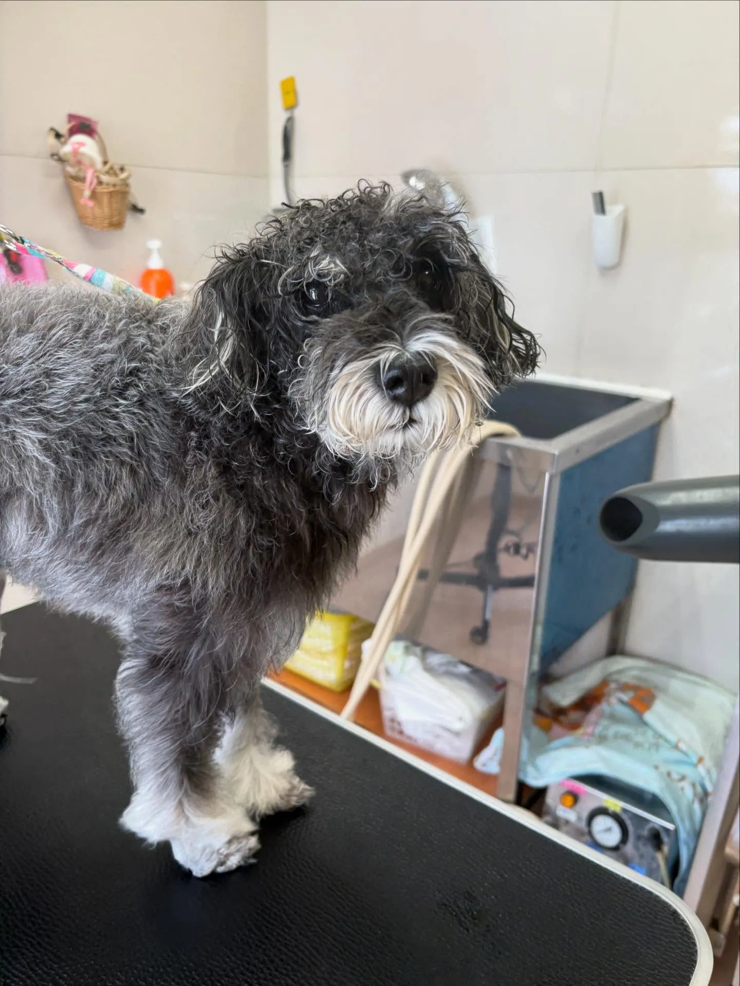 犬のトリミング✂️