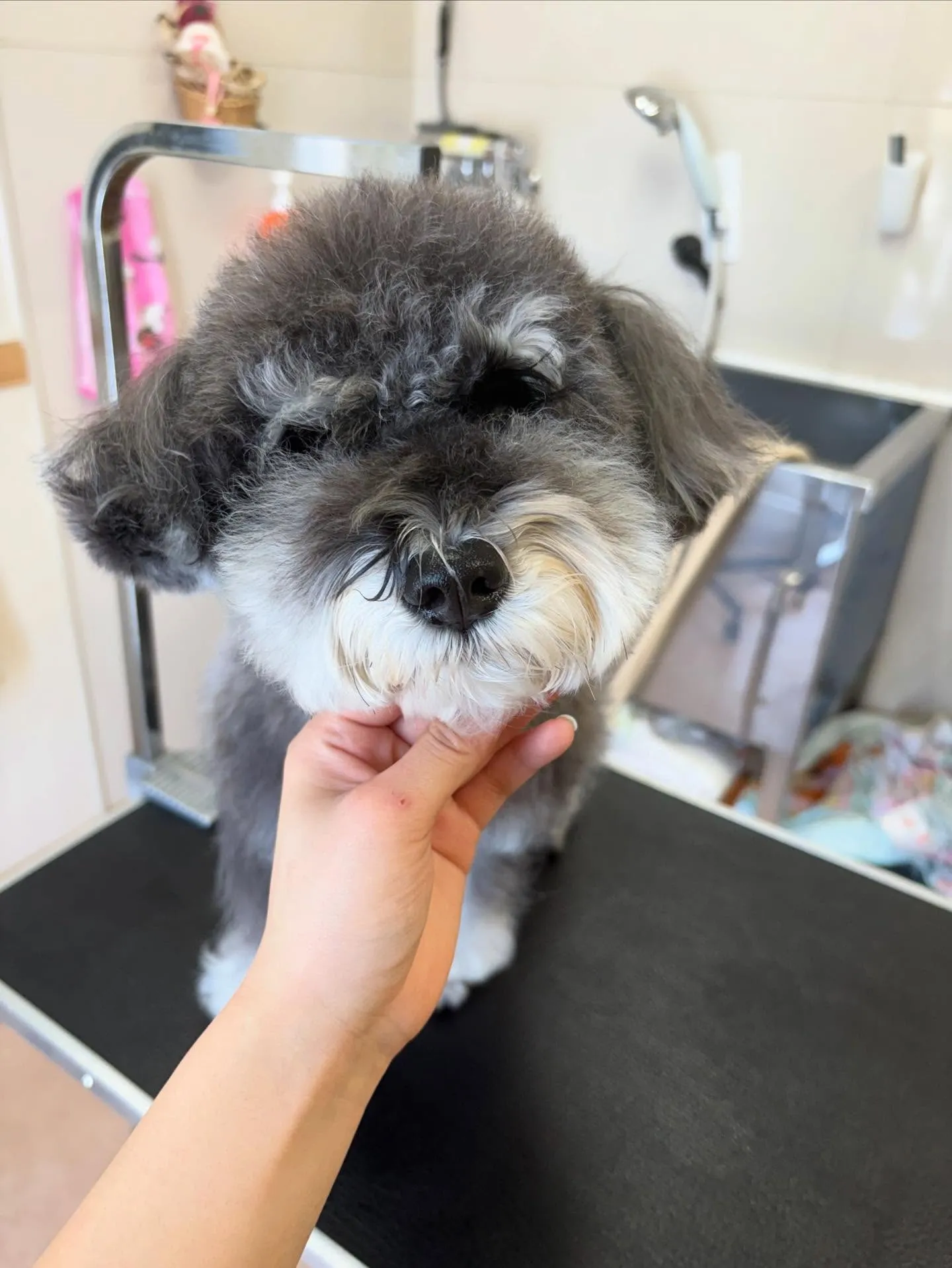 犬のトリミング✂️