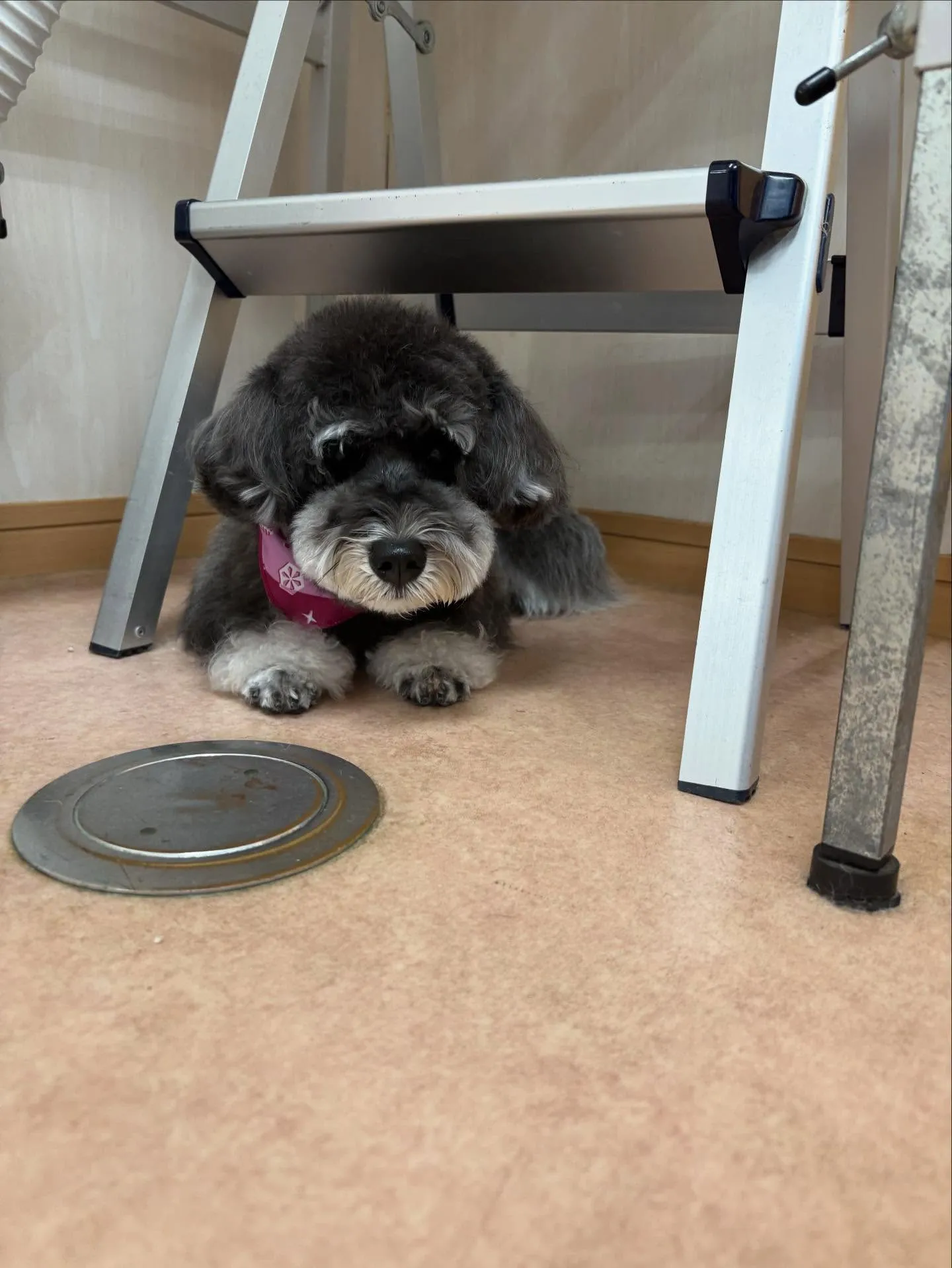 犬のトリミング✂️