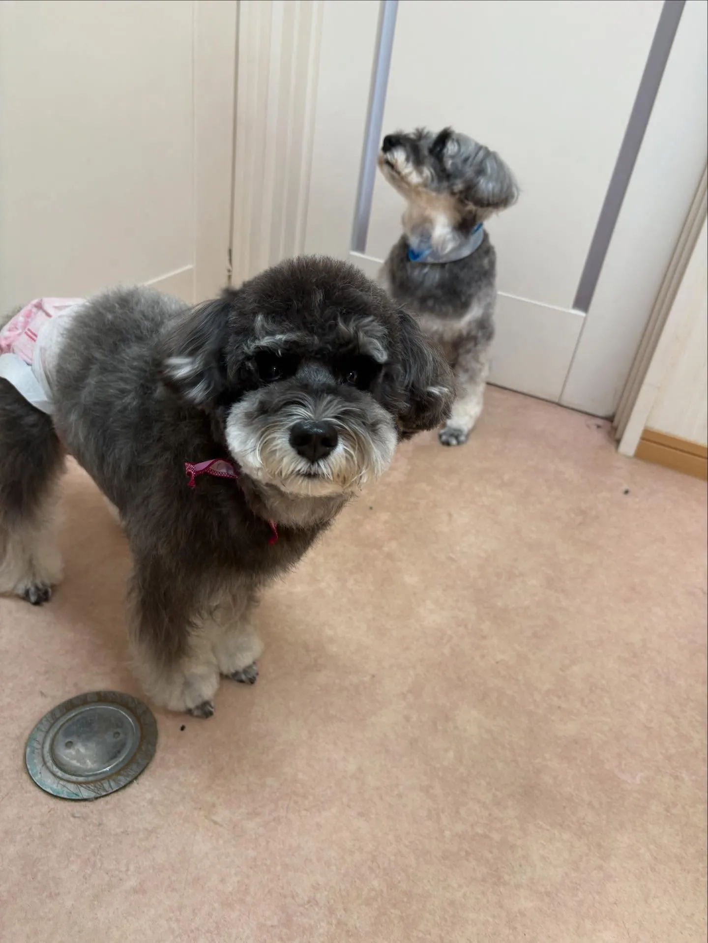 犬のトリミング✂️