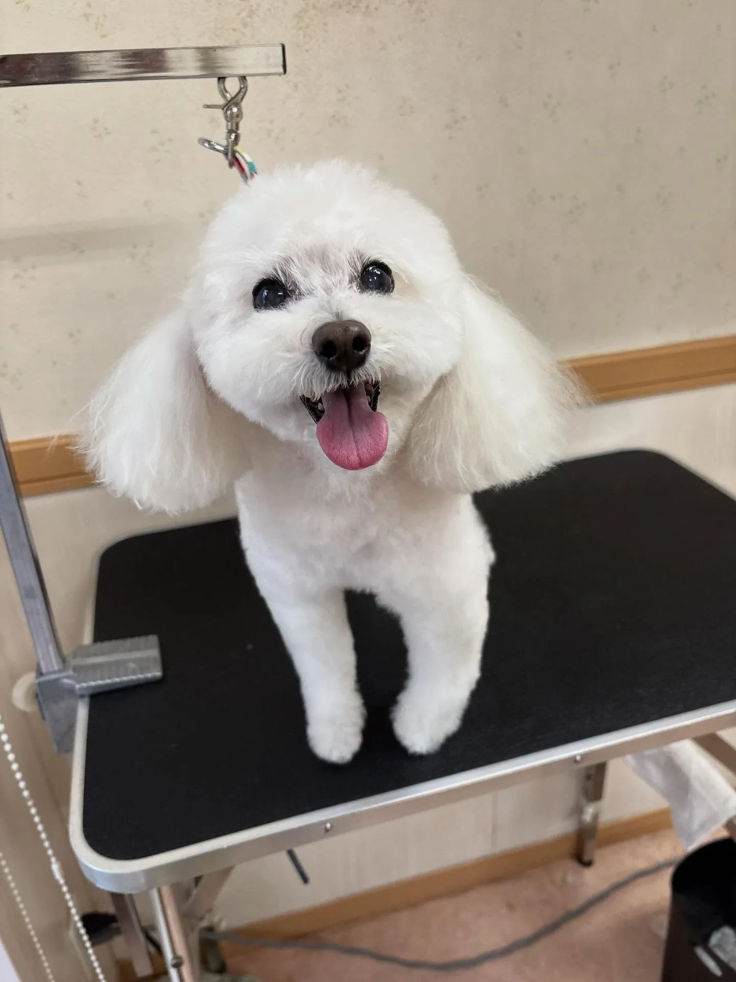 犬のトリミング✂️