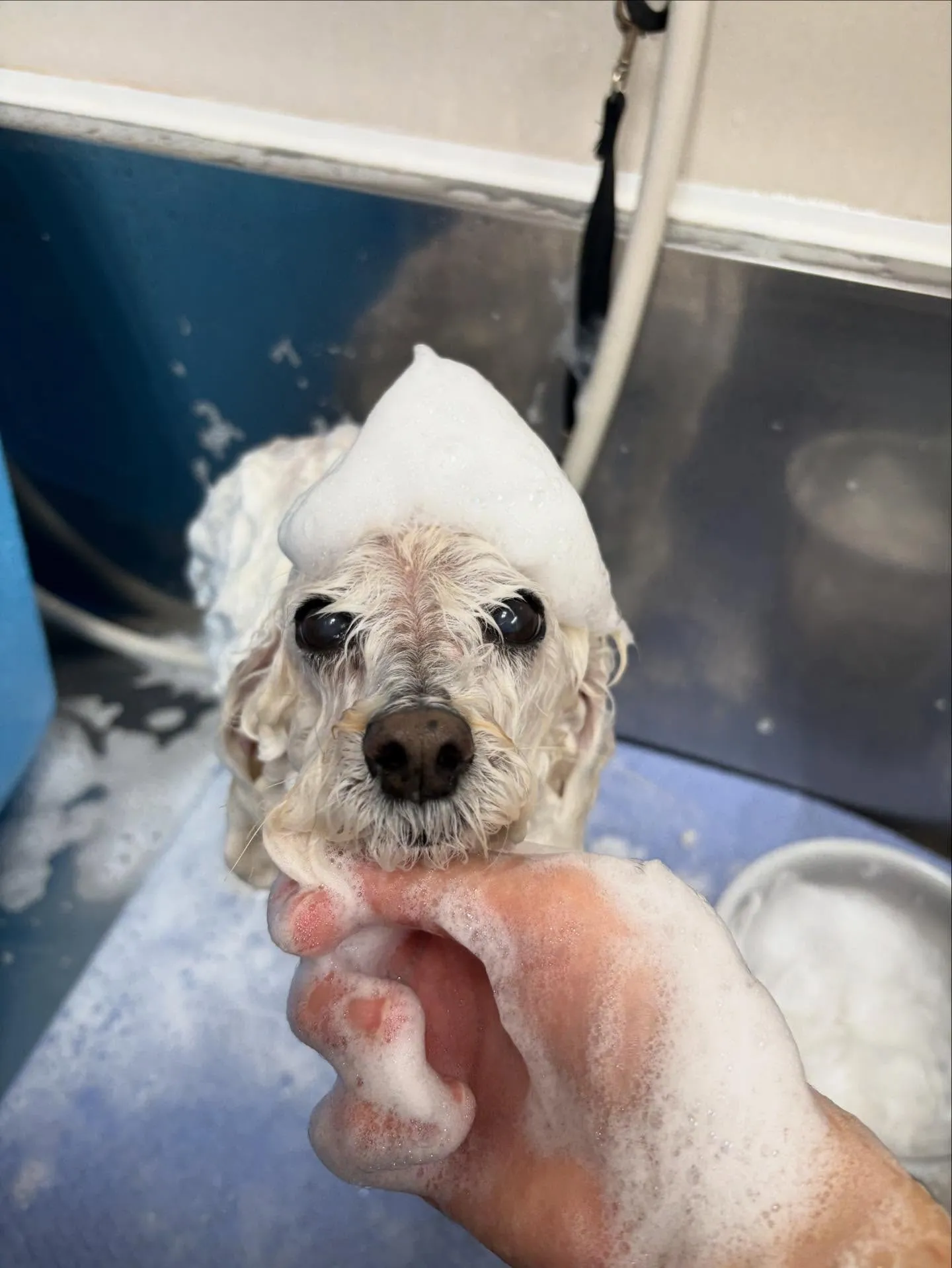 犬のトリミング✂️