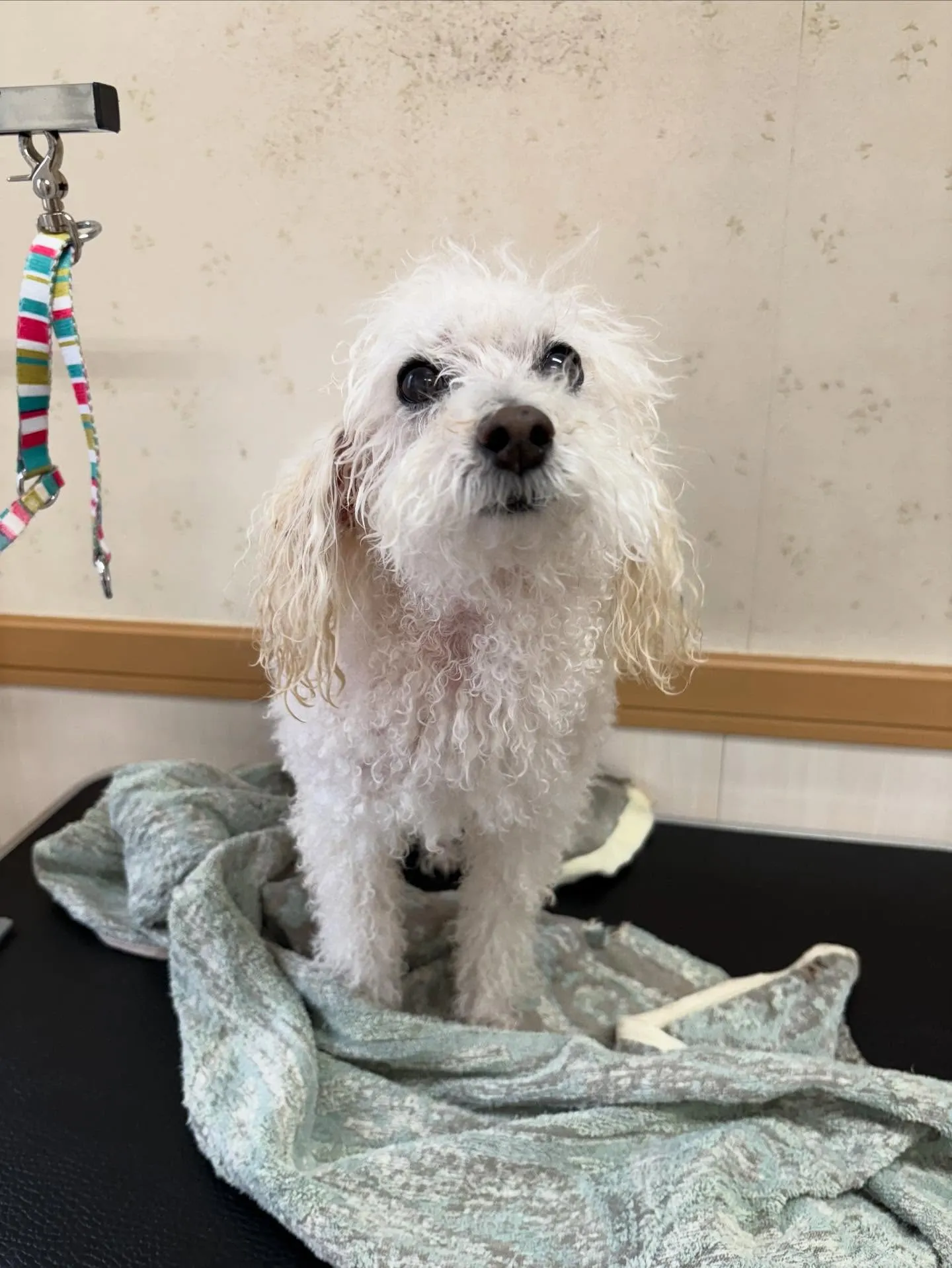 犬のトリミング✂️