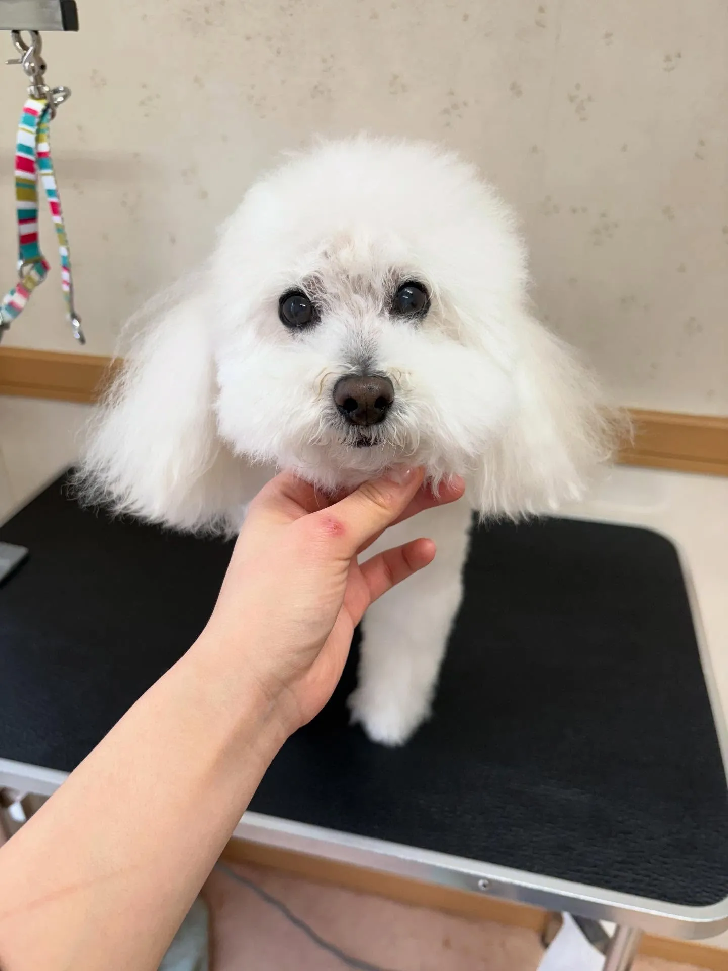 犬のトリミング✂️