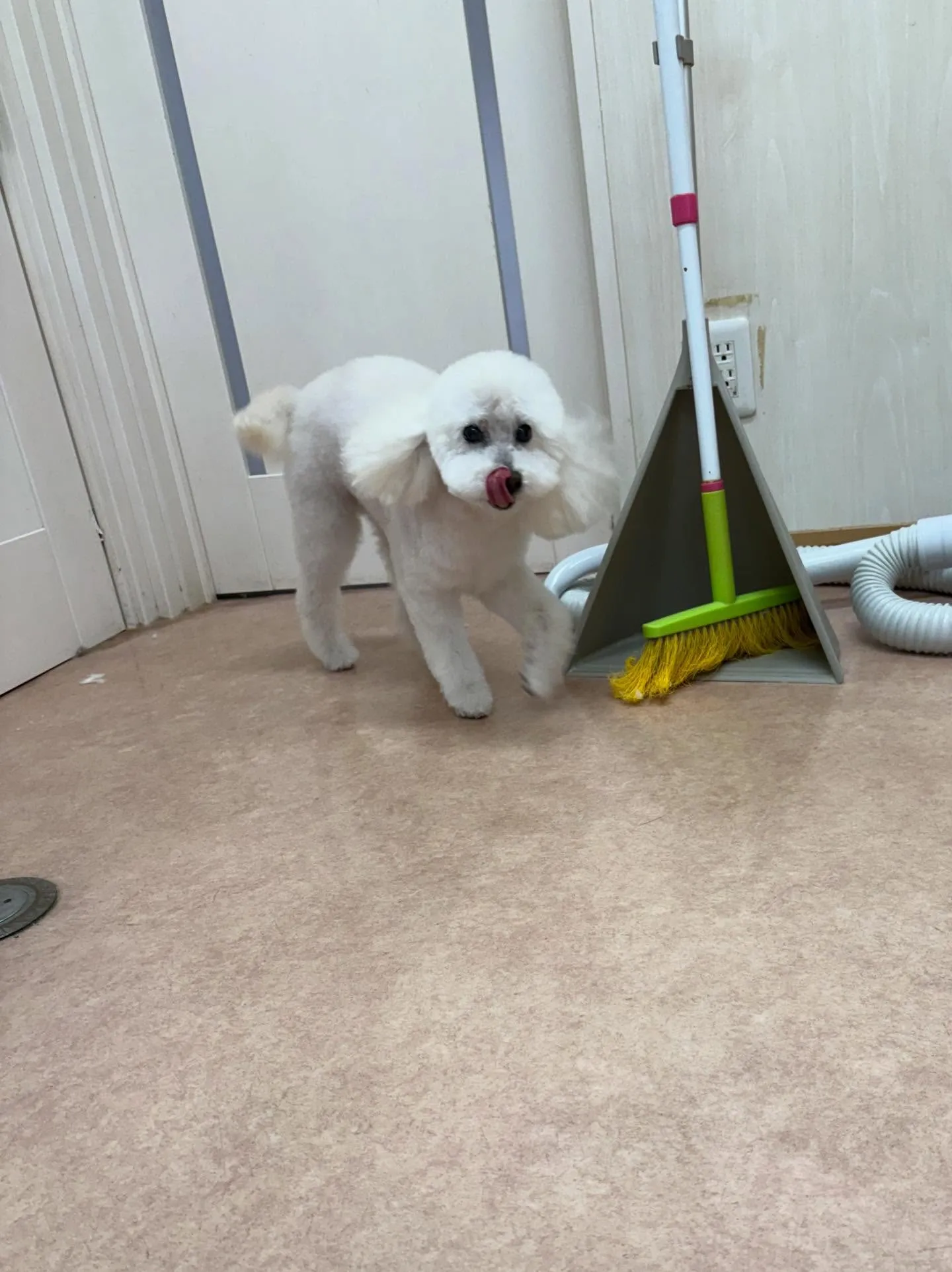 犬のトリミング✂️