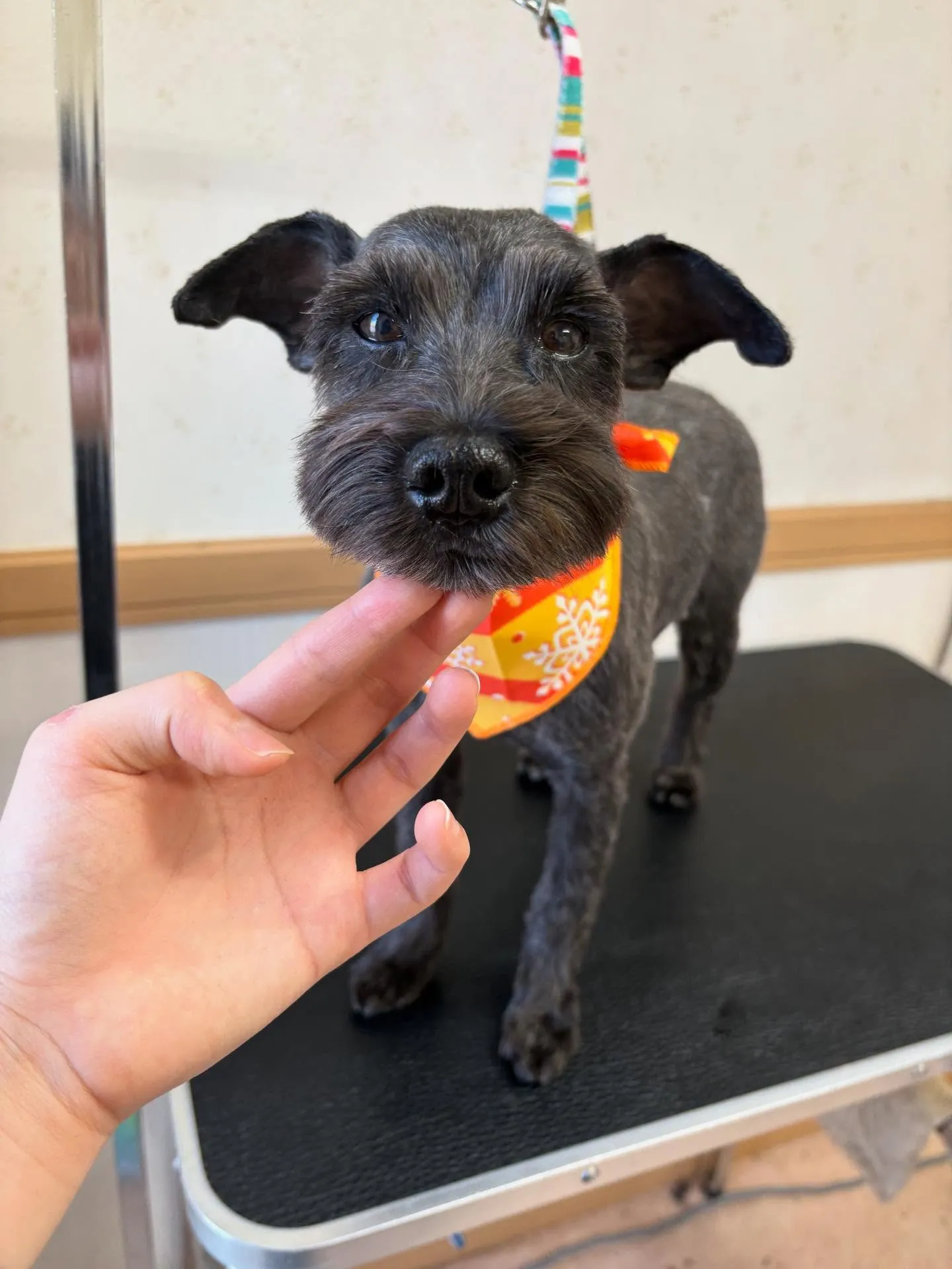 犬のトリミング✂️